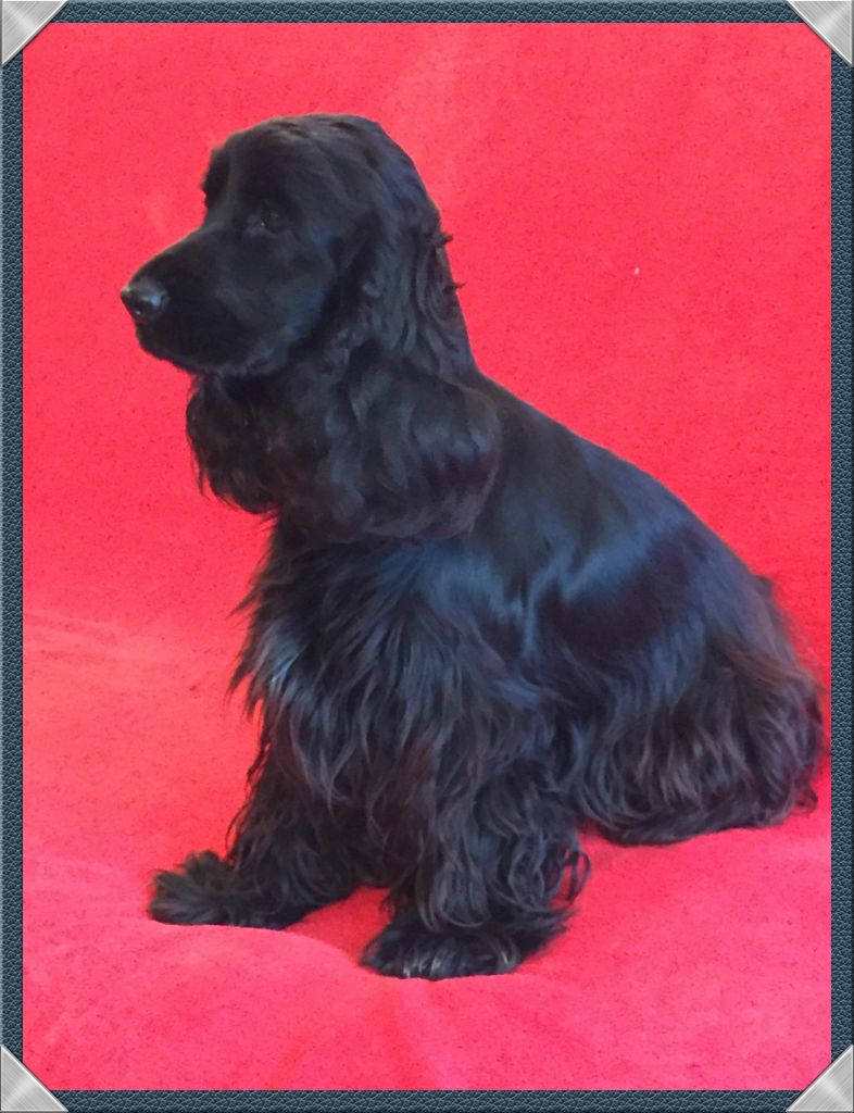 Lyzie princesse lovely Du Domaine De La Pruneraie