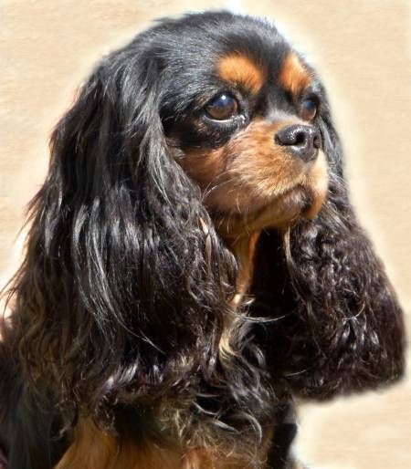 Swann iodlett Du Domaine De La Pruneraie