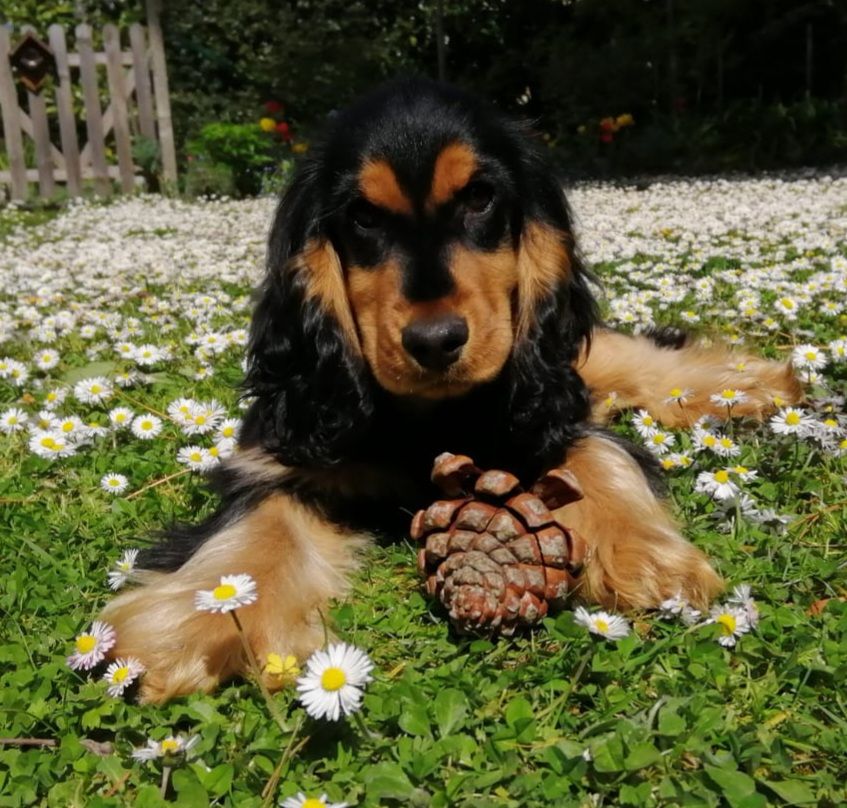 Rebelle princesse lovely Du Domaine De La Pruneraie