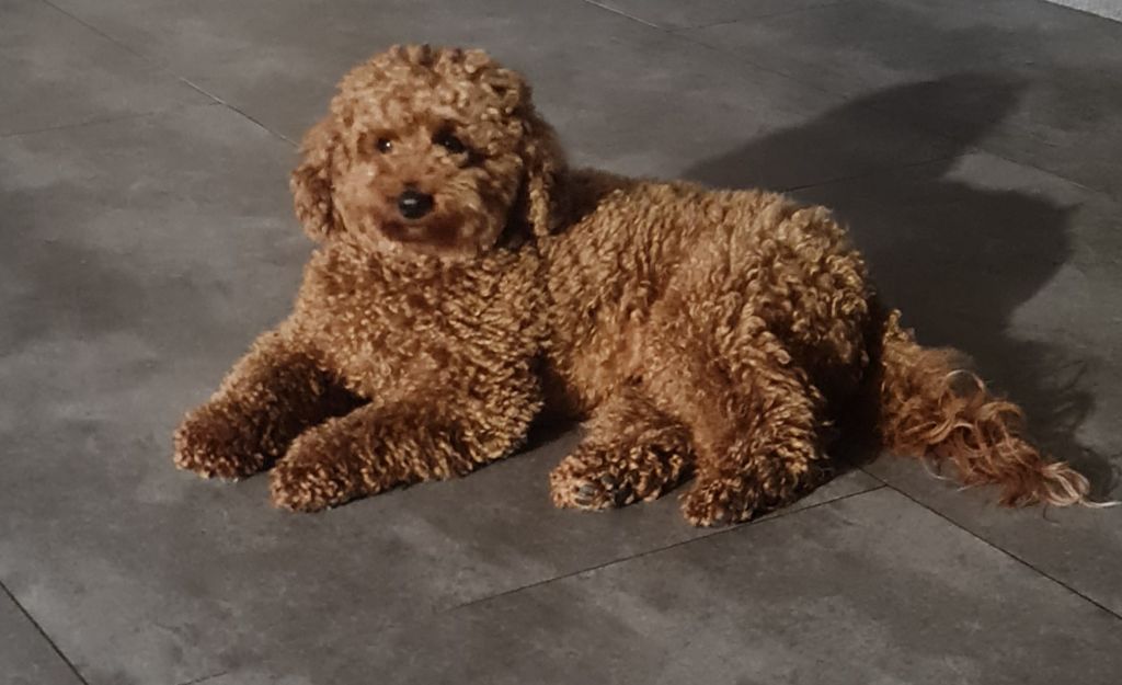 Tilwenn Du domaine di l'Angeli