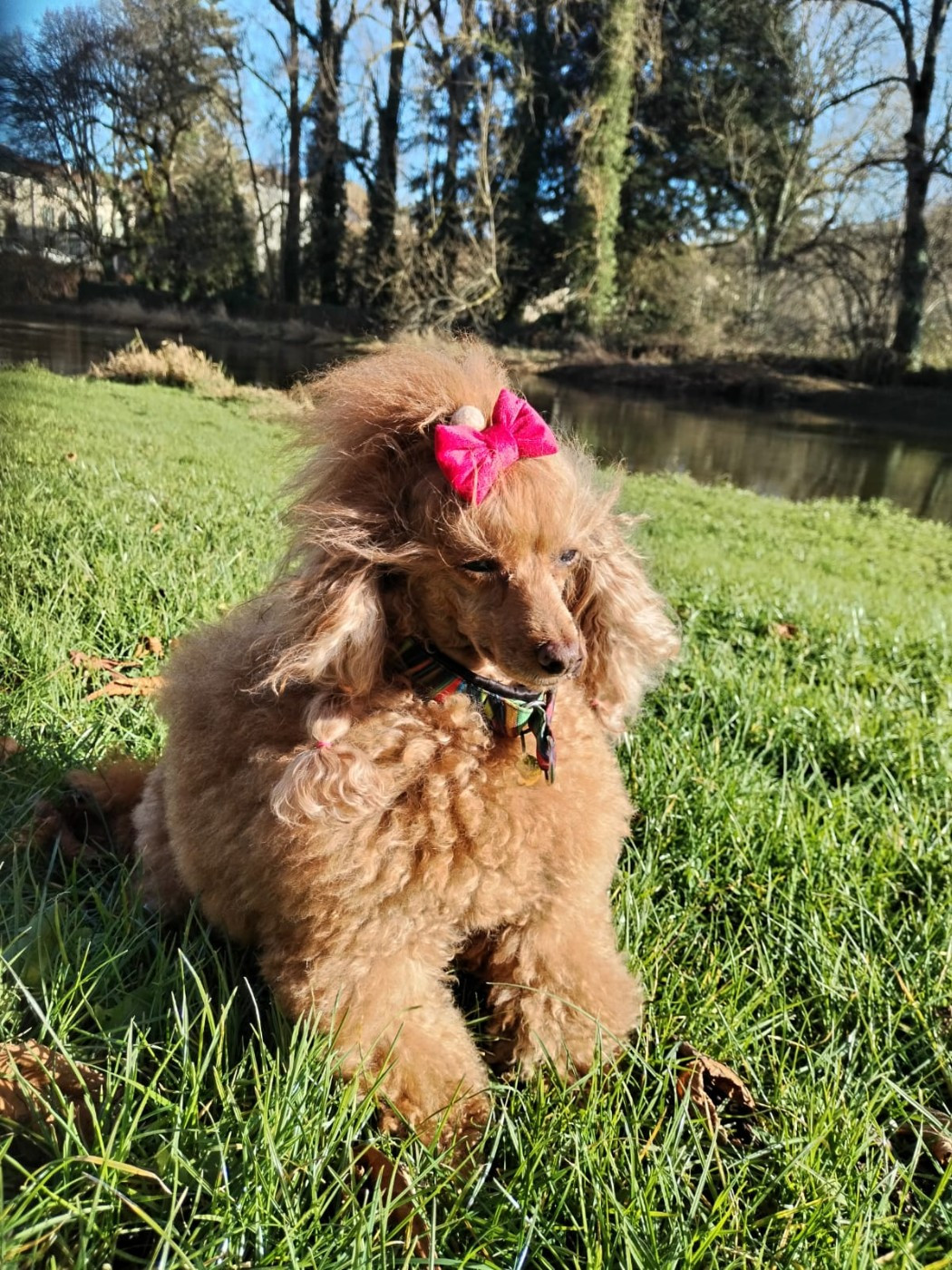 Tess Du domaine di l'Angeli