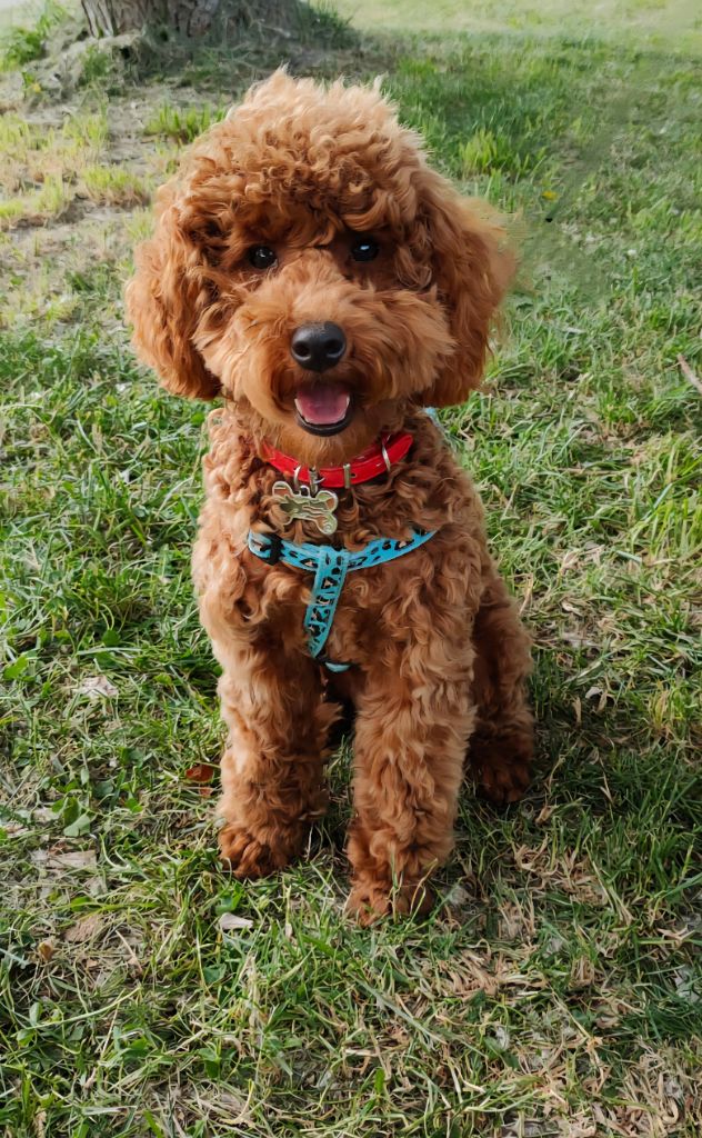 Une reine Du Domaine De La Vallée Heureuse