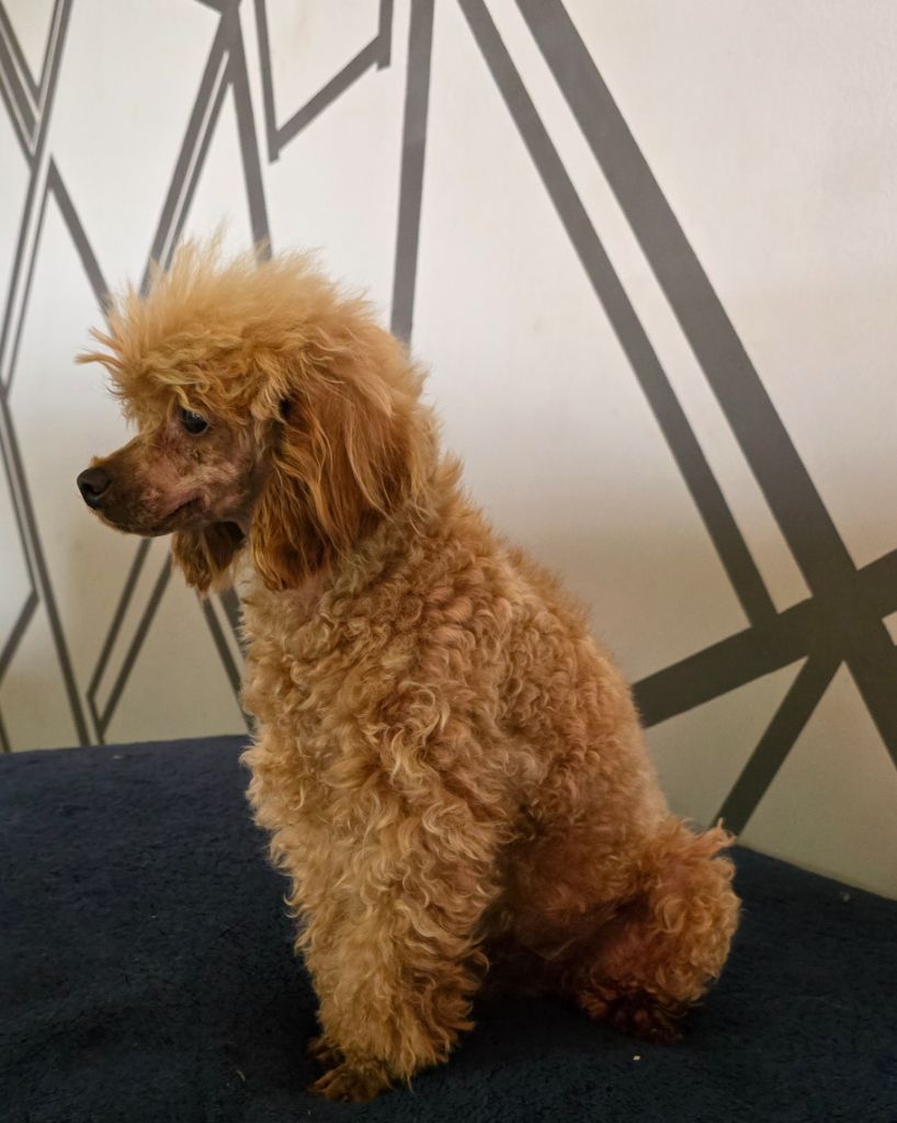 Tess Du domaine di l'Angeli