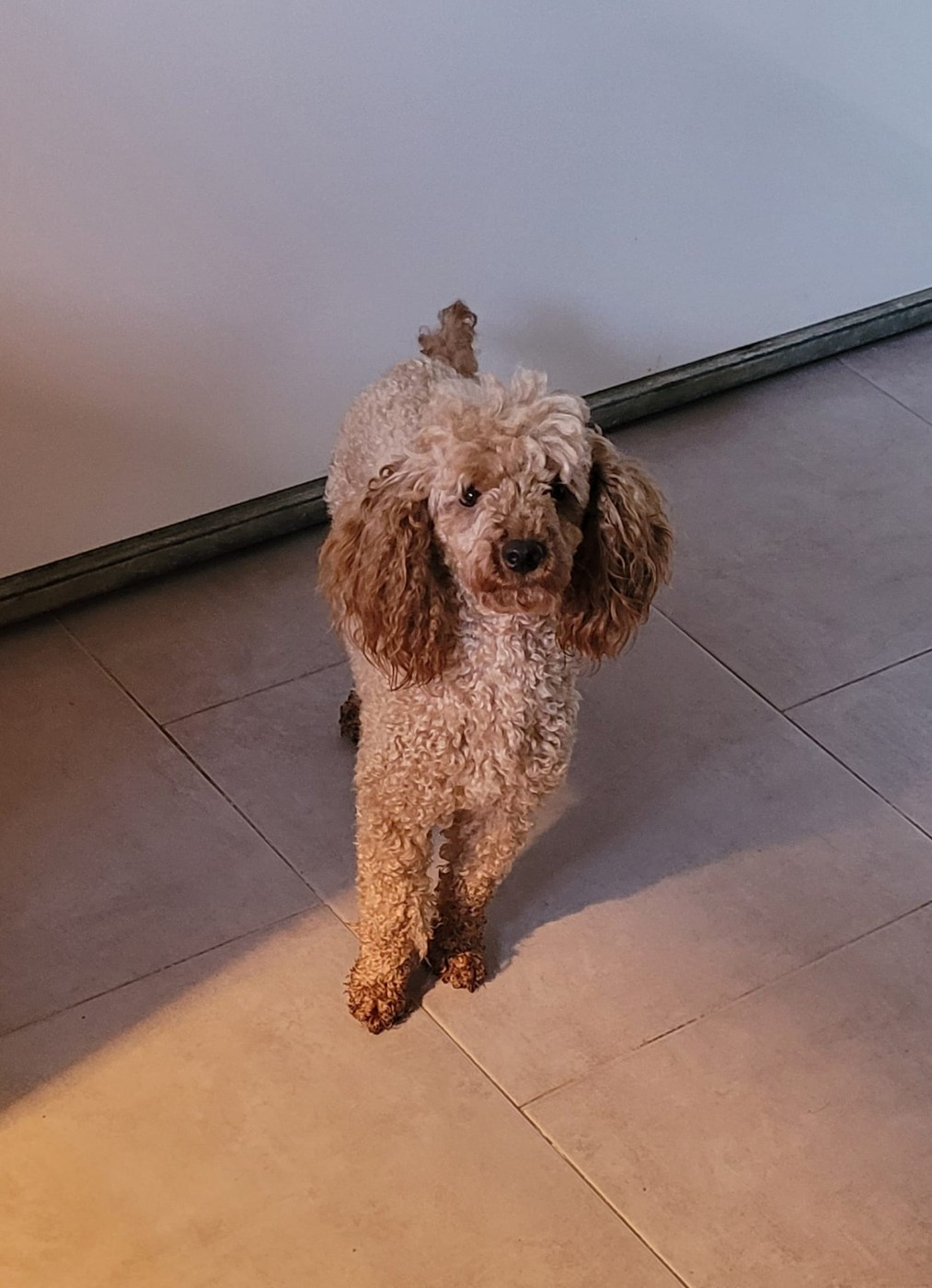 VALENTINE Du domaine di l'Angeli