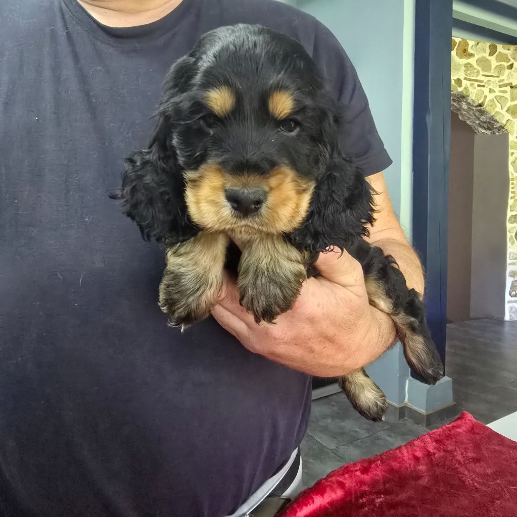 Du Domaine De La Pruneraie - Chiots disponibles - Cocker Spaniel Anglais