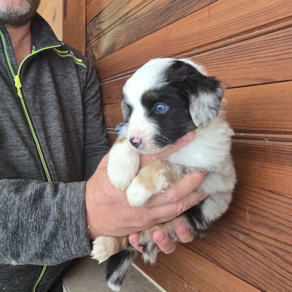 Du Domaine De La Pruneraie - Chiots disponibles - Berger Américain Miniature 