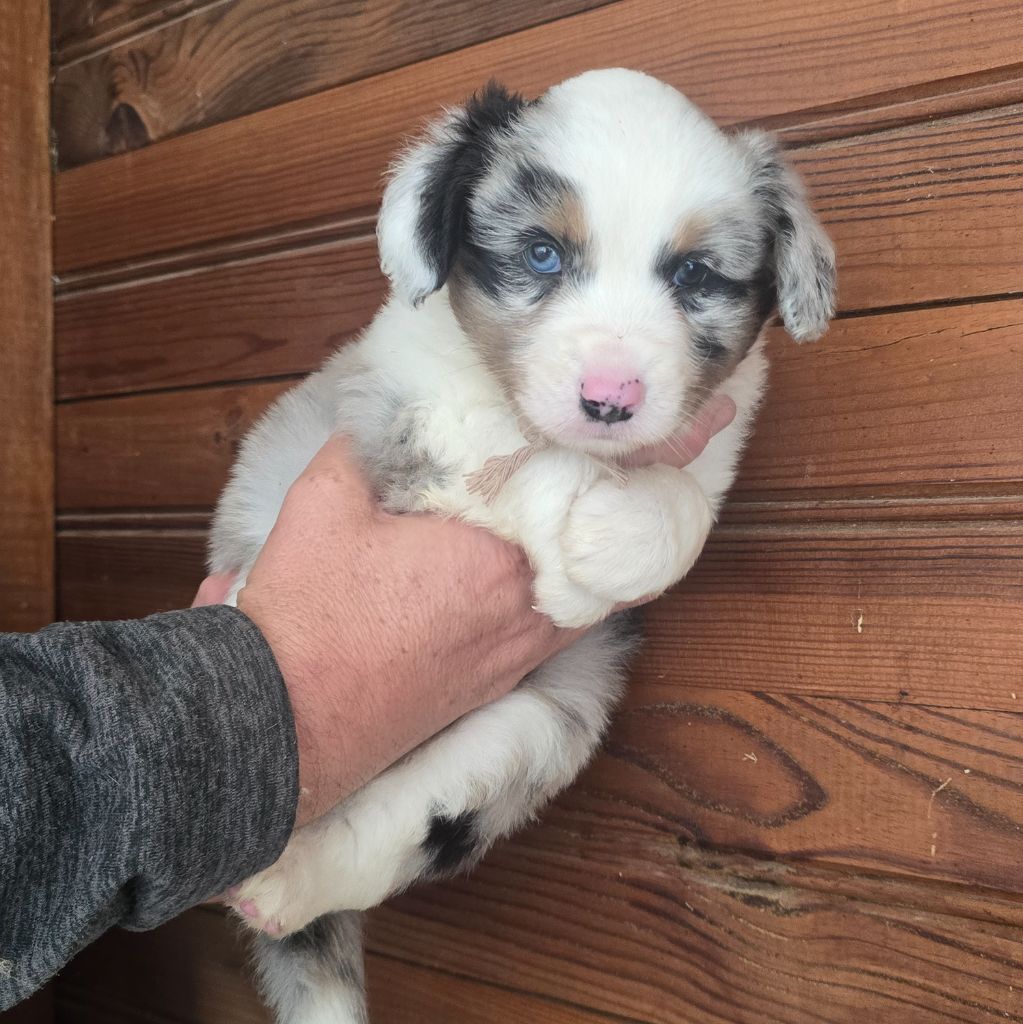 Du Domaine De La Pruneraie - Chiots disponibles - Berger Américain Miniature 