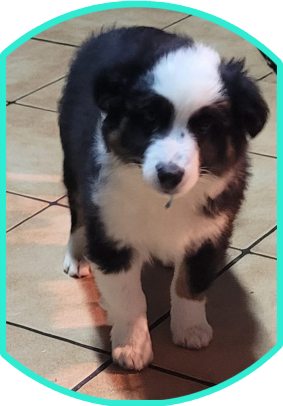 Du Domaine De La Pruneraie - Chiots disponibles - Berger Américain Miniature 