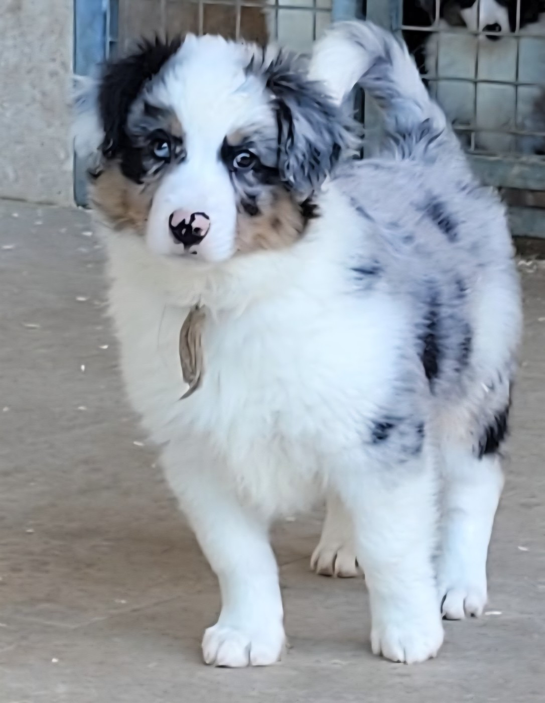 Du Domaine De La Pruneraie - Chiots disponibles - Berger Américain Miniature 