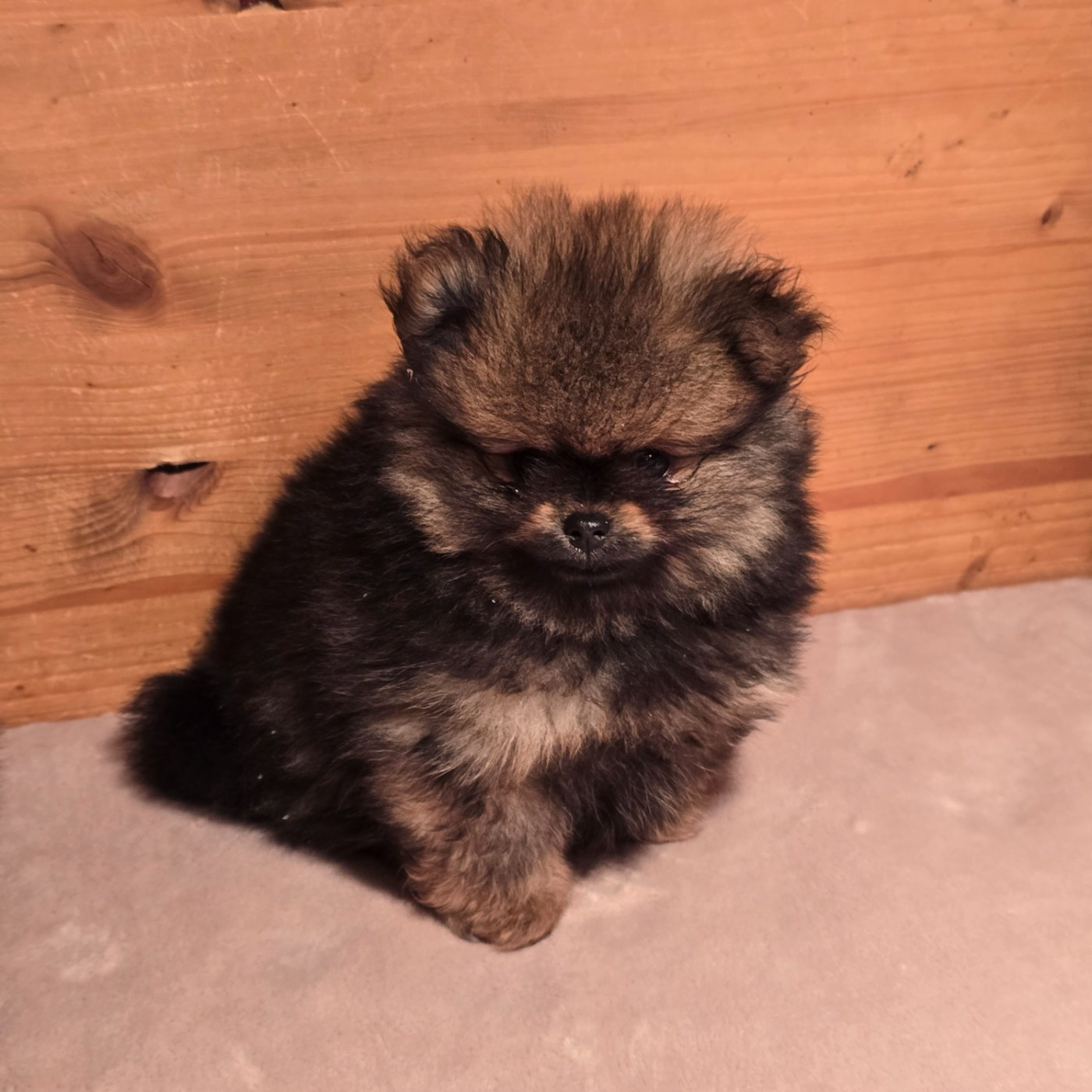 Du Domaine De La Pruneraie - Chiots disponibles - Spitz allemand