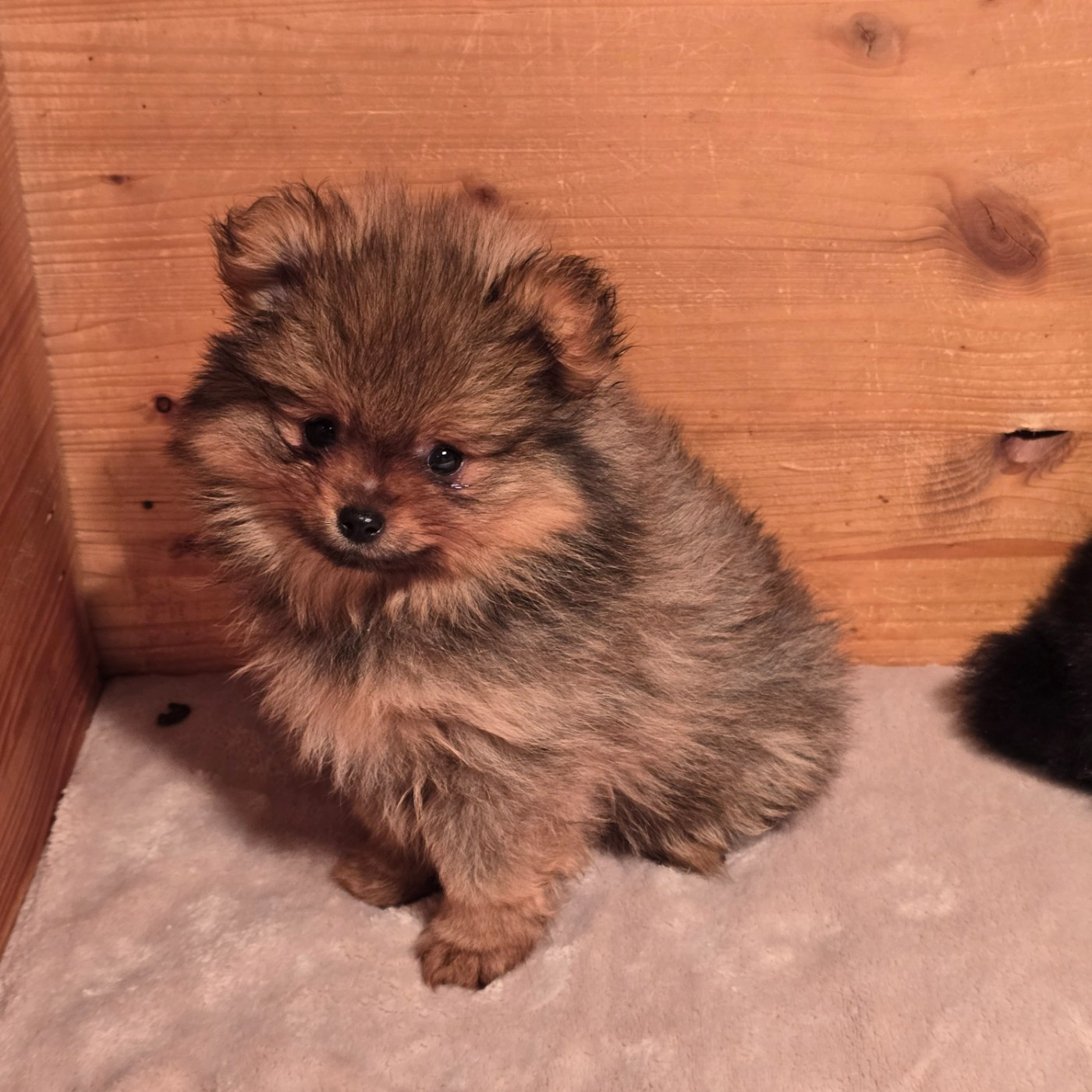 Du Domaine De La Pruneraie - Chiots disponibles - Spitz allemand