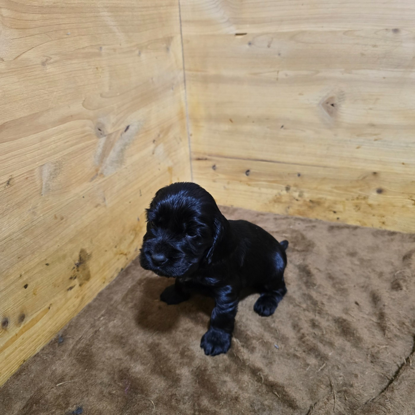 Du Domaine De La Pruneraie - Cocker Spaniel Anglais - Portée née le 22/12/2025