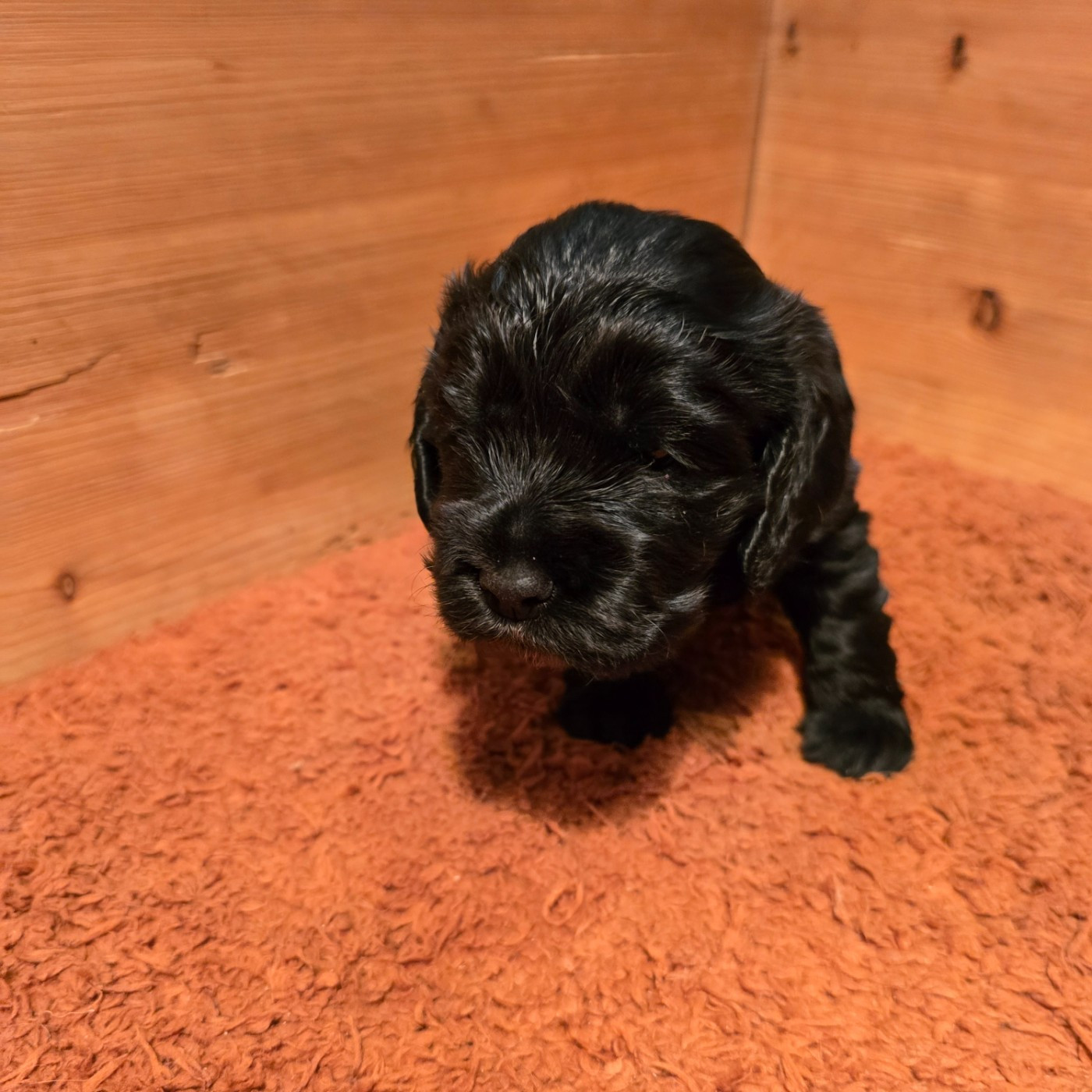 Du Domaine De La Pruneraie - Chiots disponibles - Cocker Spaniel Anglais