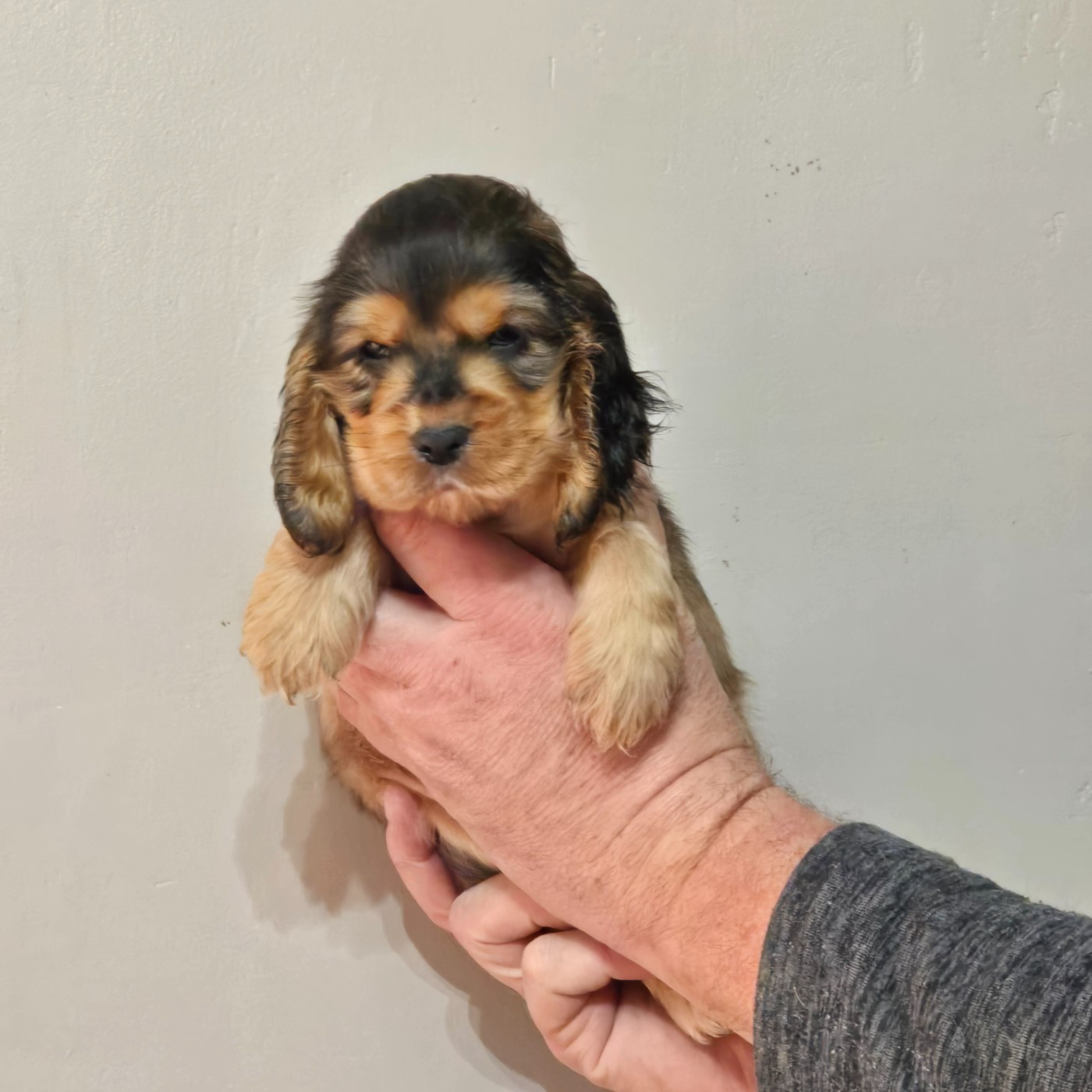 Du Domaine De La Pruneraie - Cocker Spaniel Anglais - Portée née le 22/12/2025