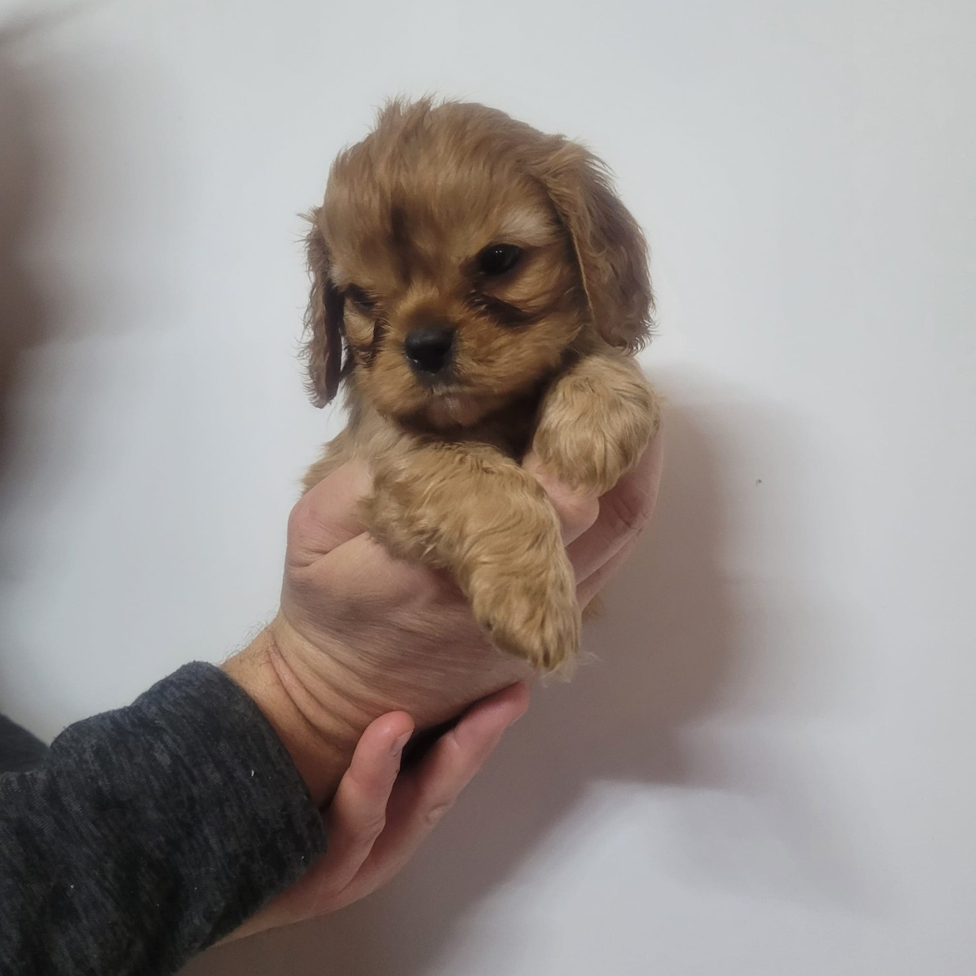Du Domaine De La Pruneraie - Chiots disponibles - Cavalier King Charles Spaniel