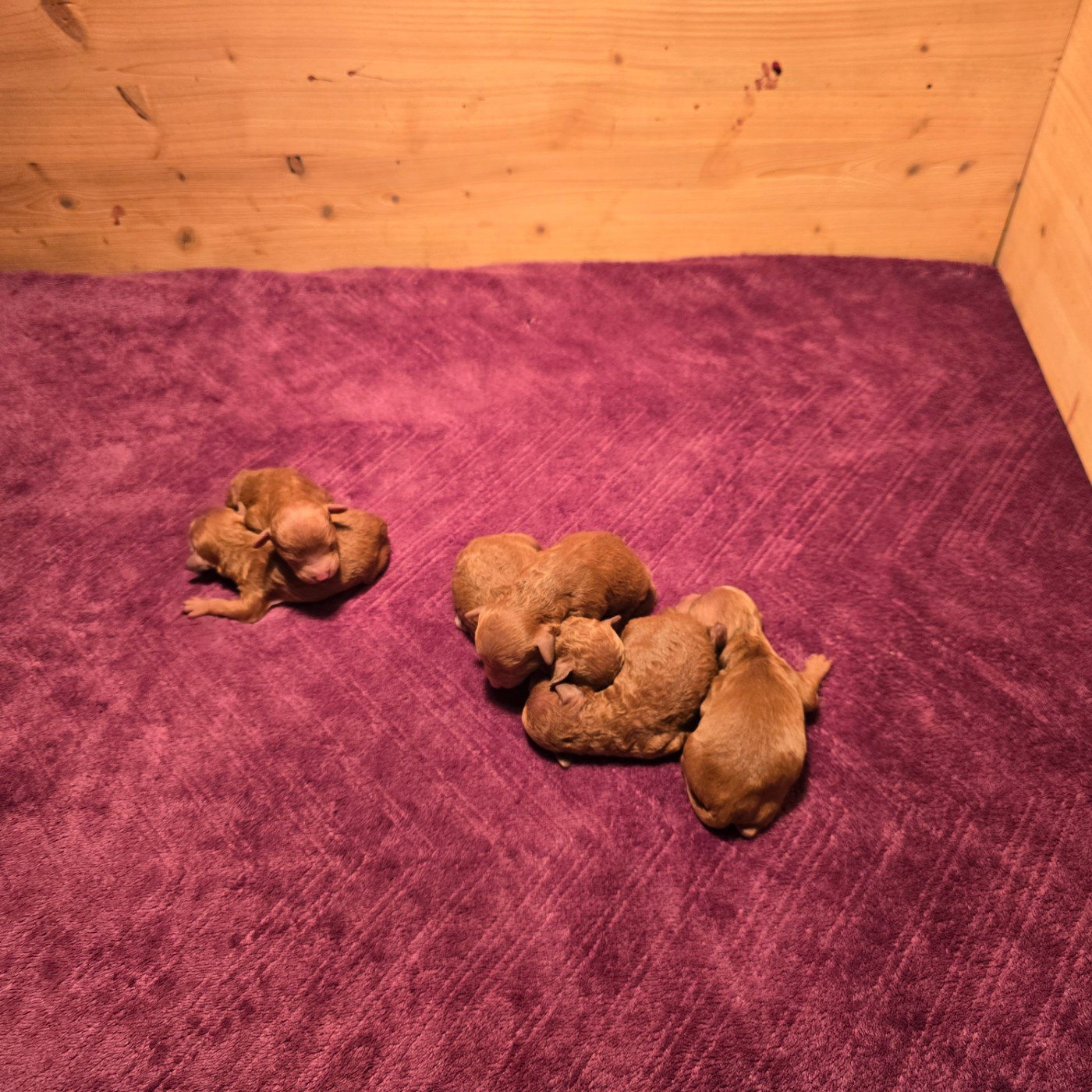 Du Domaine De La Pruneraie - Chiots disponibles - Caniche