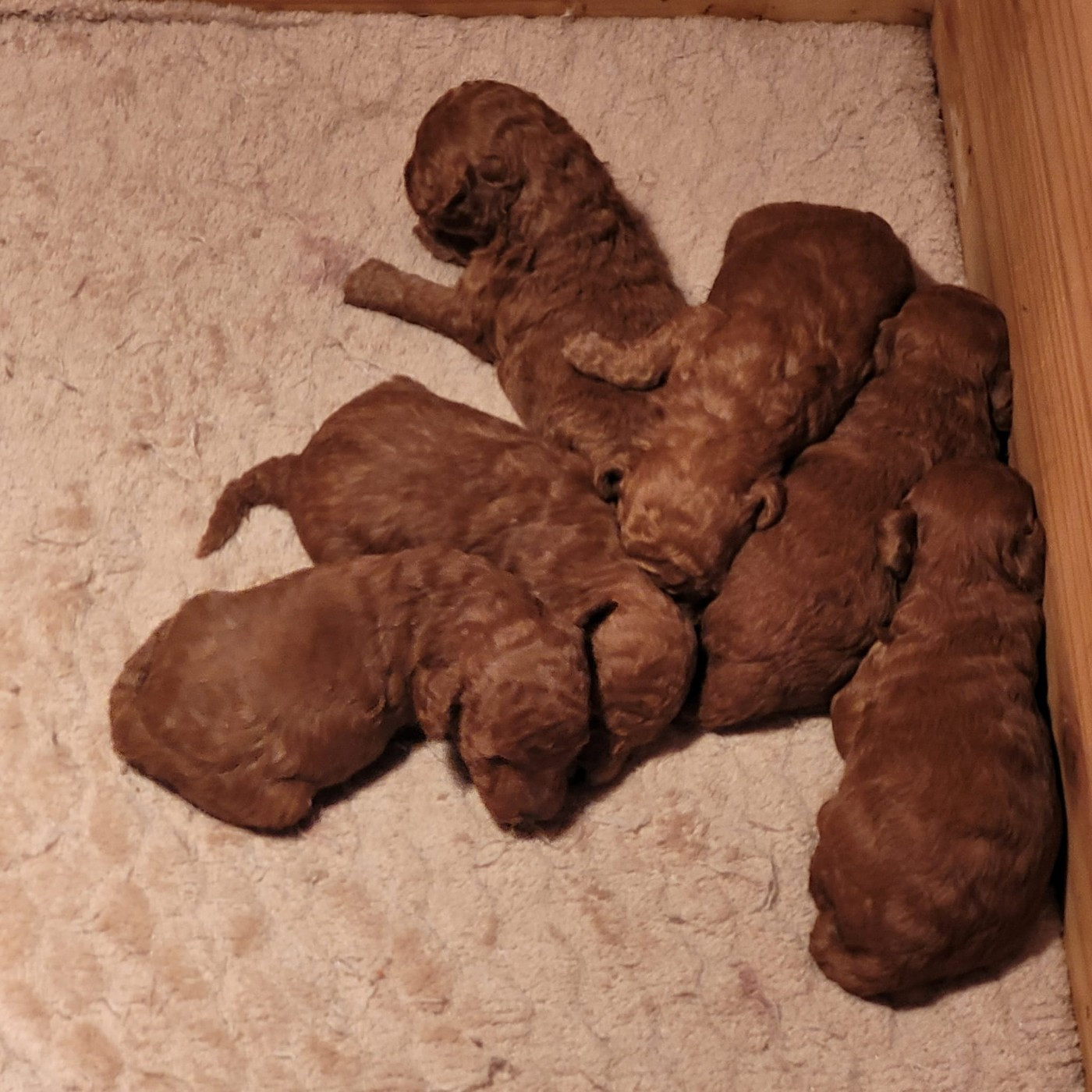 Du Domaine De La Pruneraie - Chiots disponibles - Caniche