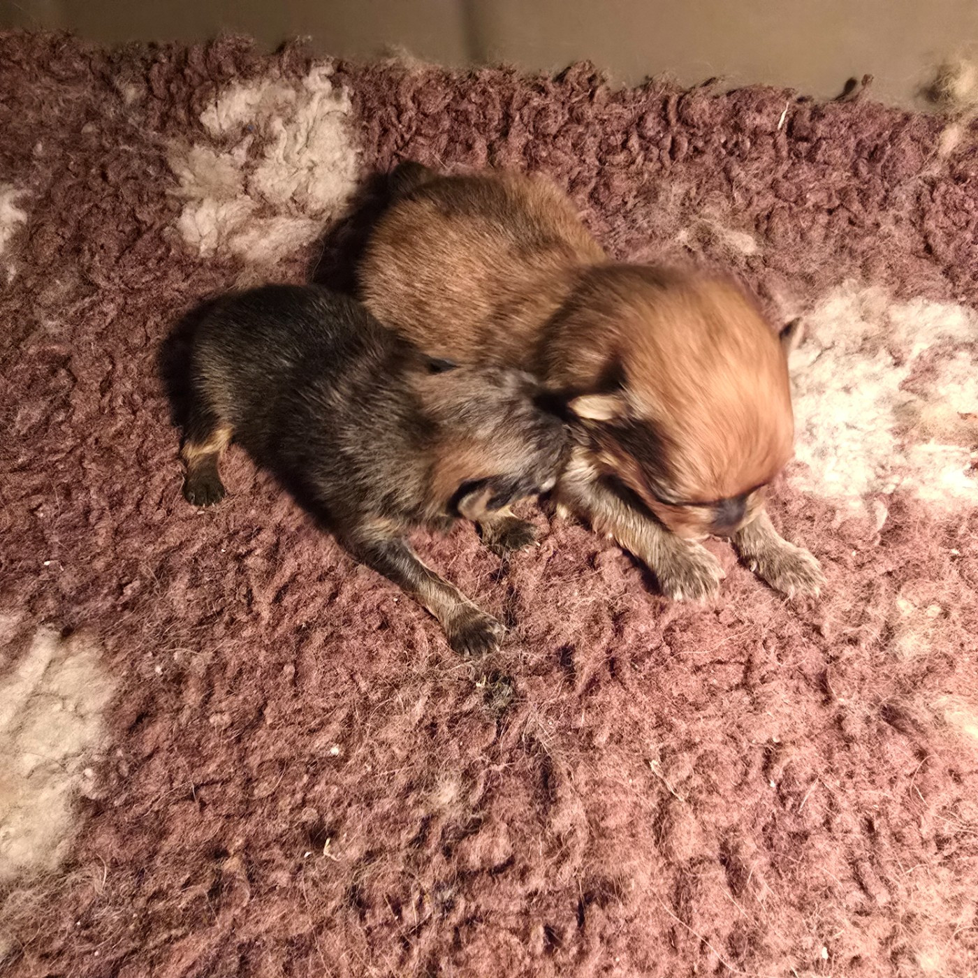 Du Domaine De La Pruneraie - Chiots disponibles - Spitz allemand