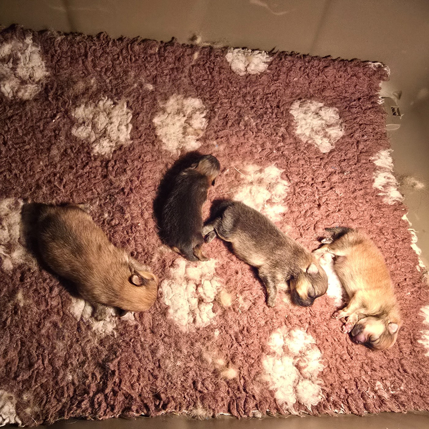 Du Domaine De La Pruneraie - Chiots disponibles - Spitz allemand