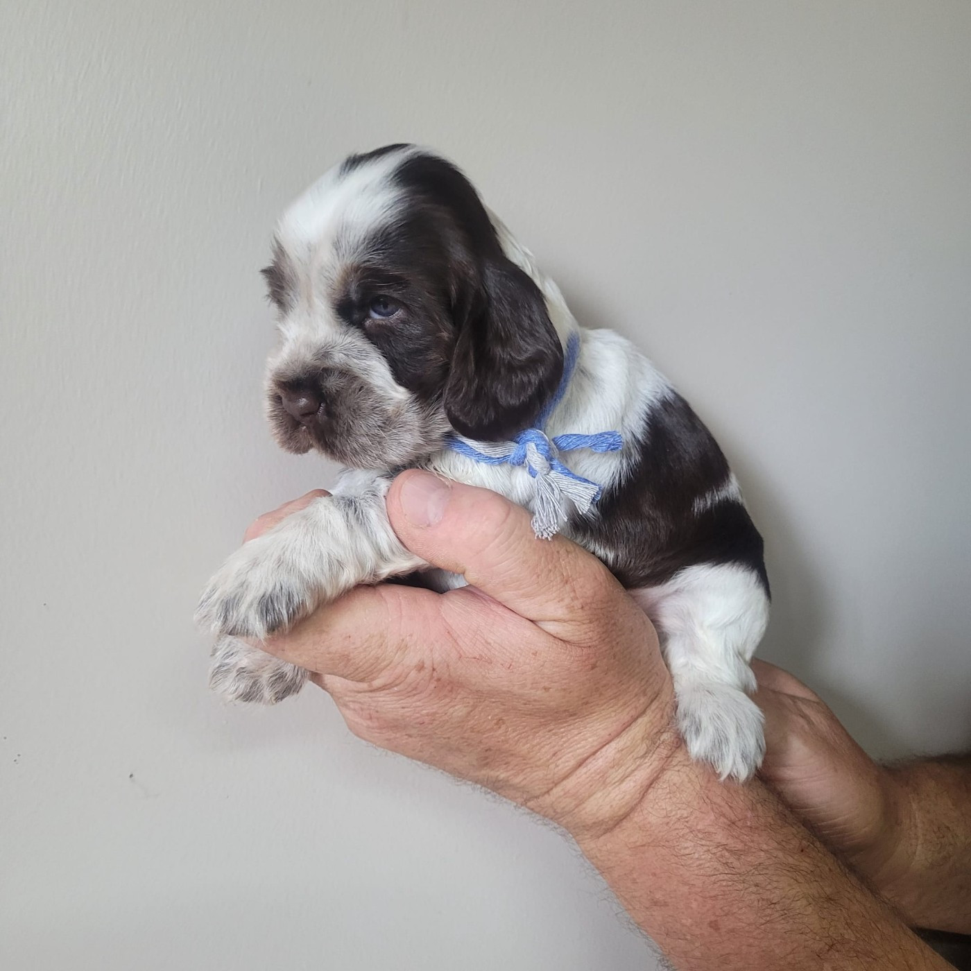 Du Domaine De La Pruneraie - Chiots disponibles - Cocker Spaniel Anglais