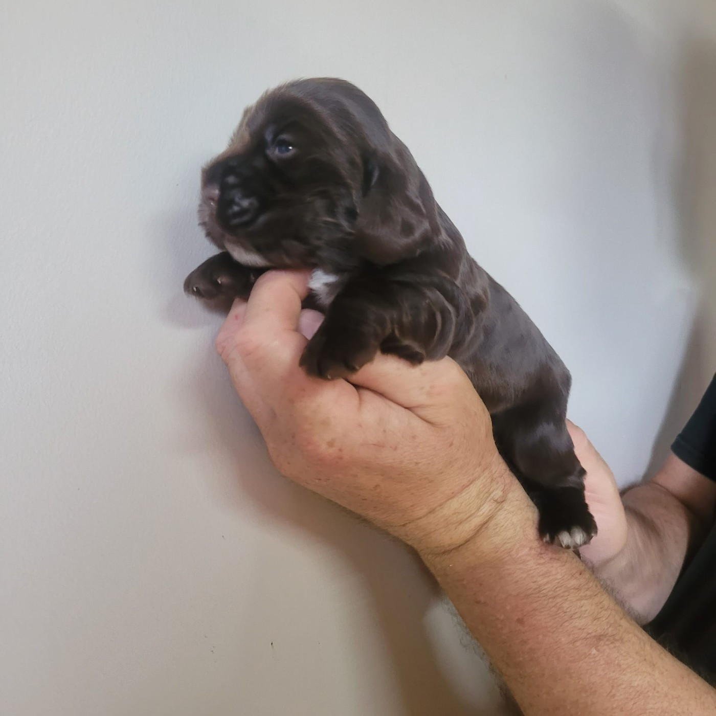 Du Domaine De La Pruneraie - Chiots disponibles - Cocker Spaniel Anglais