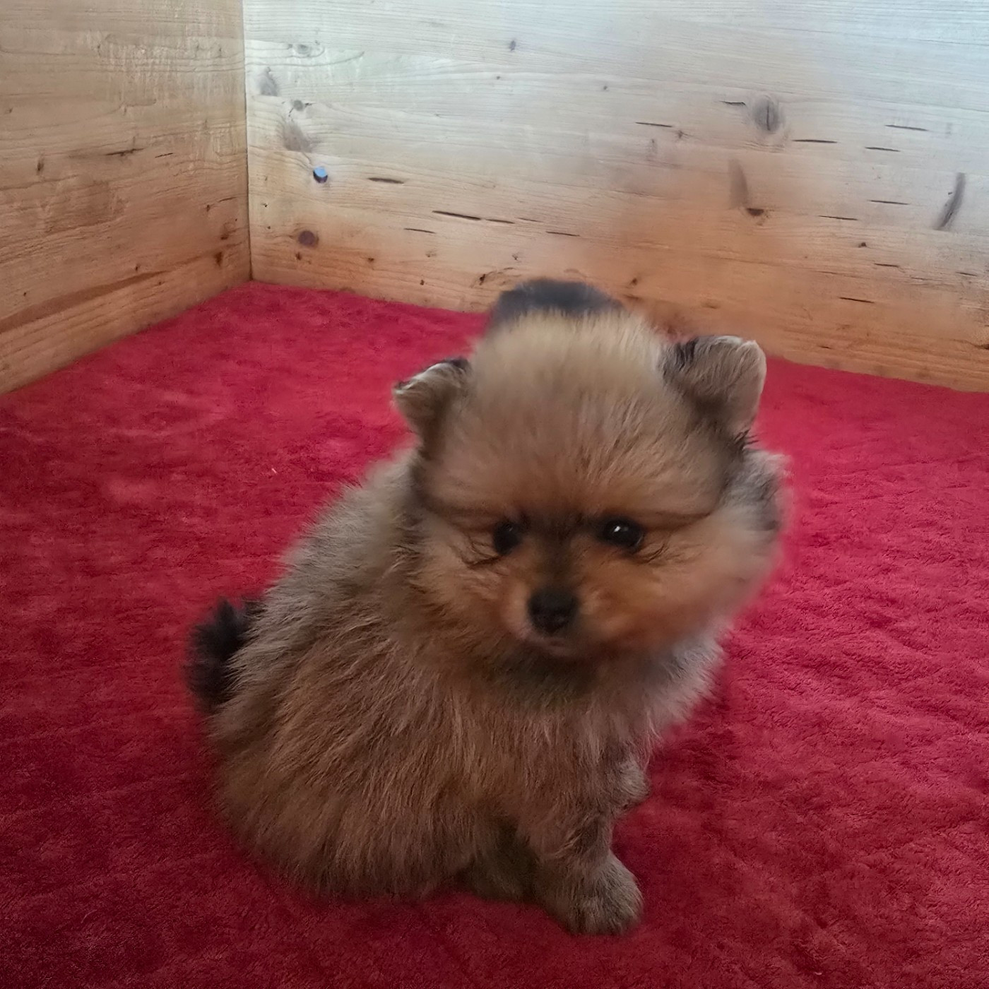 Du Domaine De La Pruneraie - Chiots disponibles - Spitz allemand