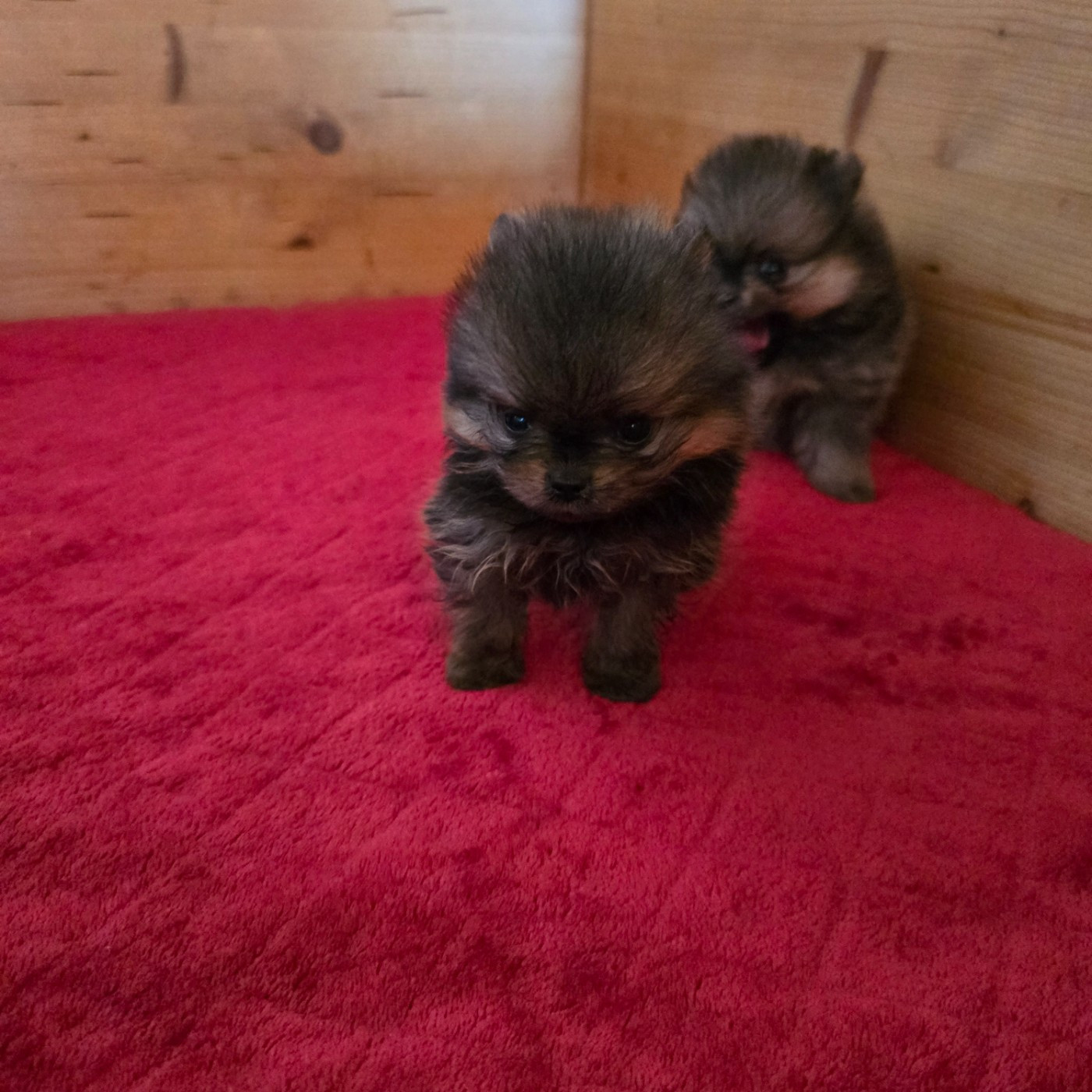 Du Domaine De La Pruneraie - Chiots disponibles - Spitz allemand