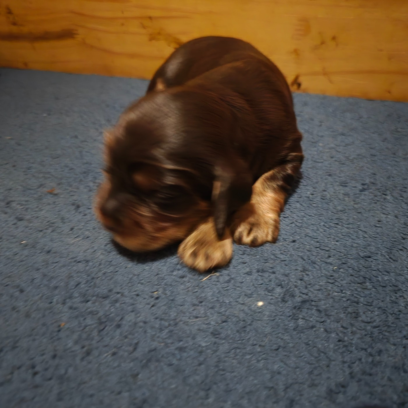 Du Domaine De La Pruneraie - Chiots disponibles - Cocker Spaniel Anglais