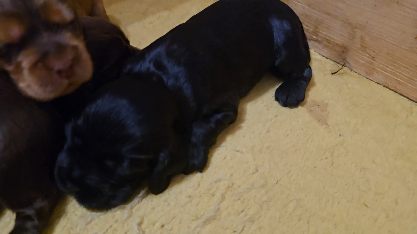 Du Domaine De La Pruneraie - Chiots disponibles - Cocker Spaniel Anglais