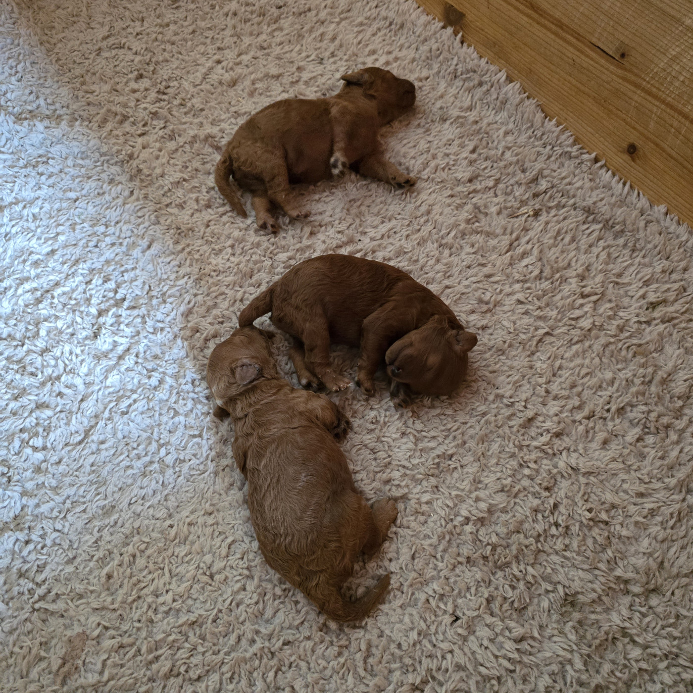 Du Domaine De La Pruneraie - Chiots disponibles - Caniche