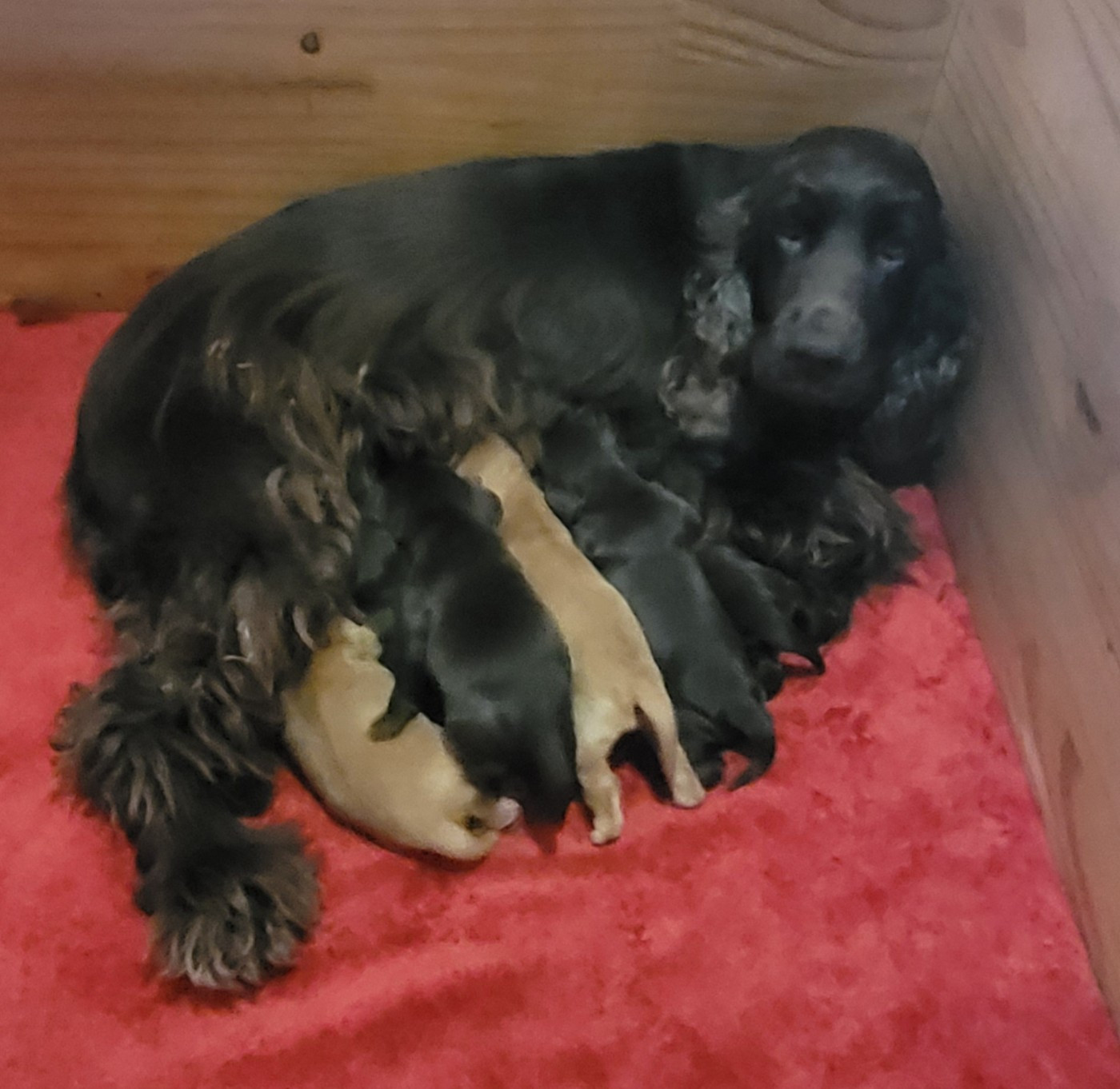 Du Domaine De La Pruneraie - Cocker Spaniel Anglais - Portée née le 04/09/2026