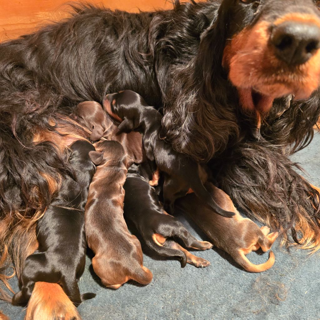 Du Domaine De La Pruneraie - Cocker Spaniel Anglais - Portée née le 16/11/2025