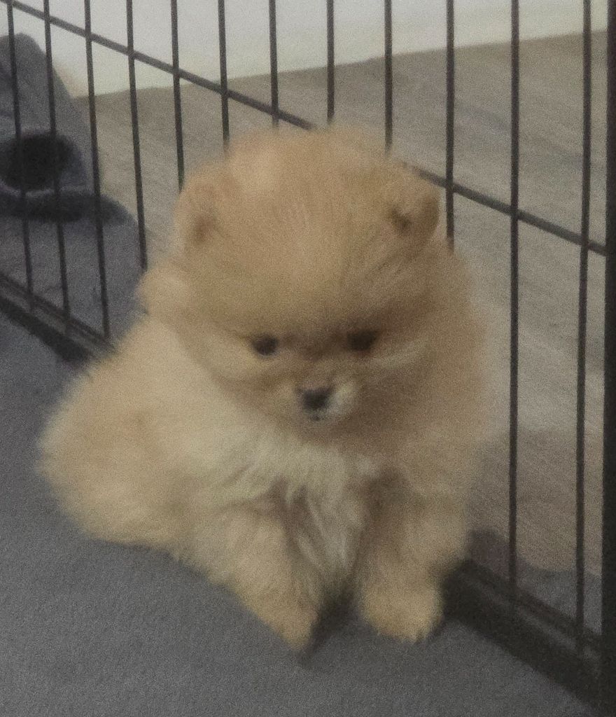 Du Domaine De La Pruneraie - Chiots disponibles - Spitz allemand