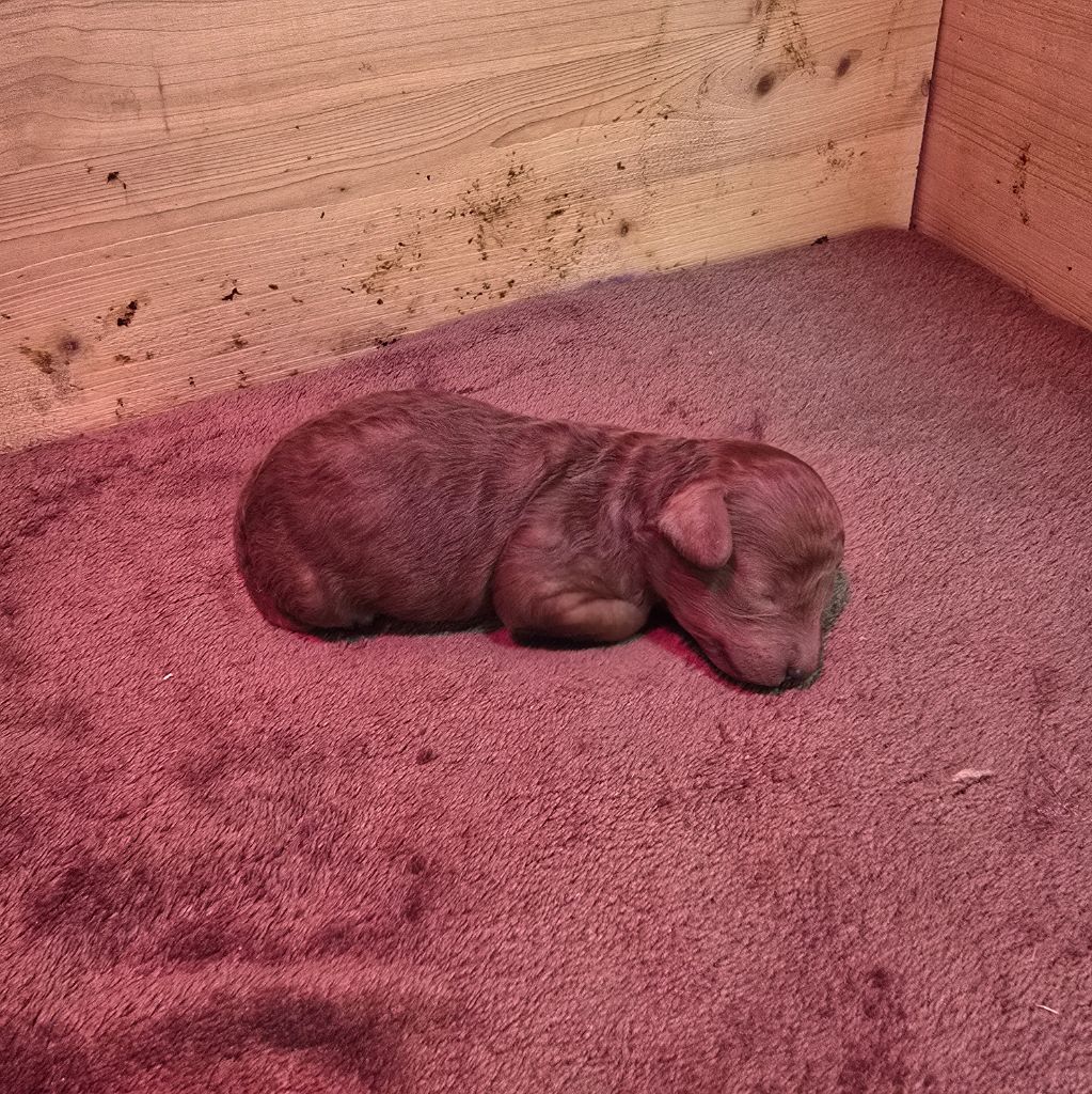 Du Domaine De La Pruneraie - Caniche - Portée née le 22/09/2025