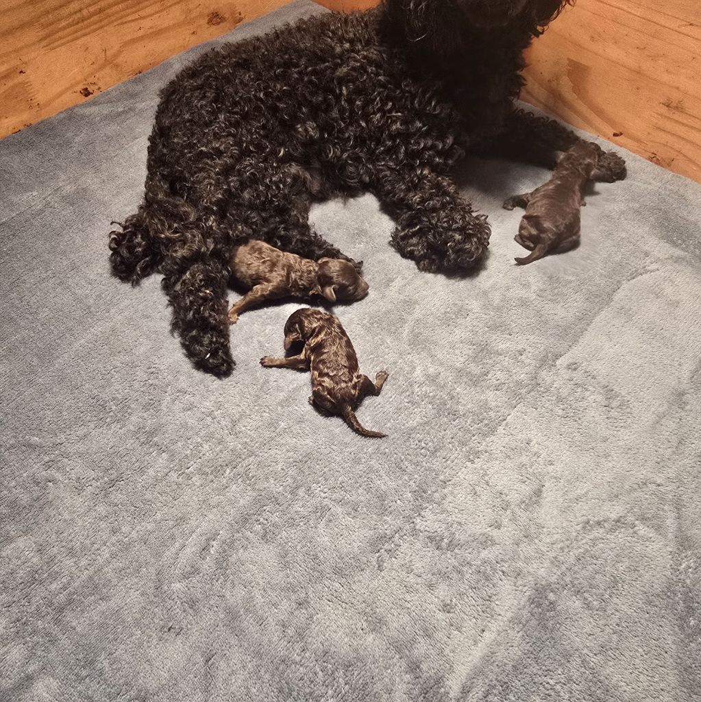 Du Domaine De La Pruneraie - Chiots disponibles - Caniche