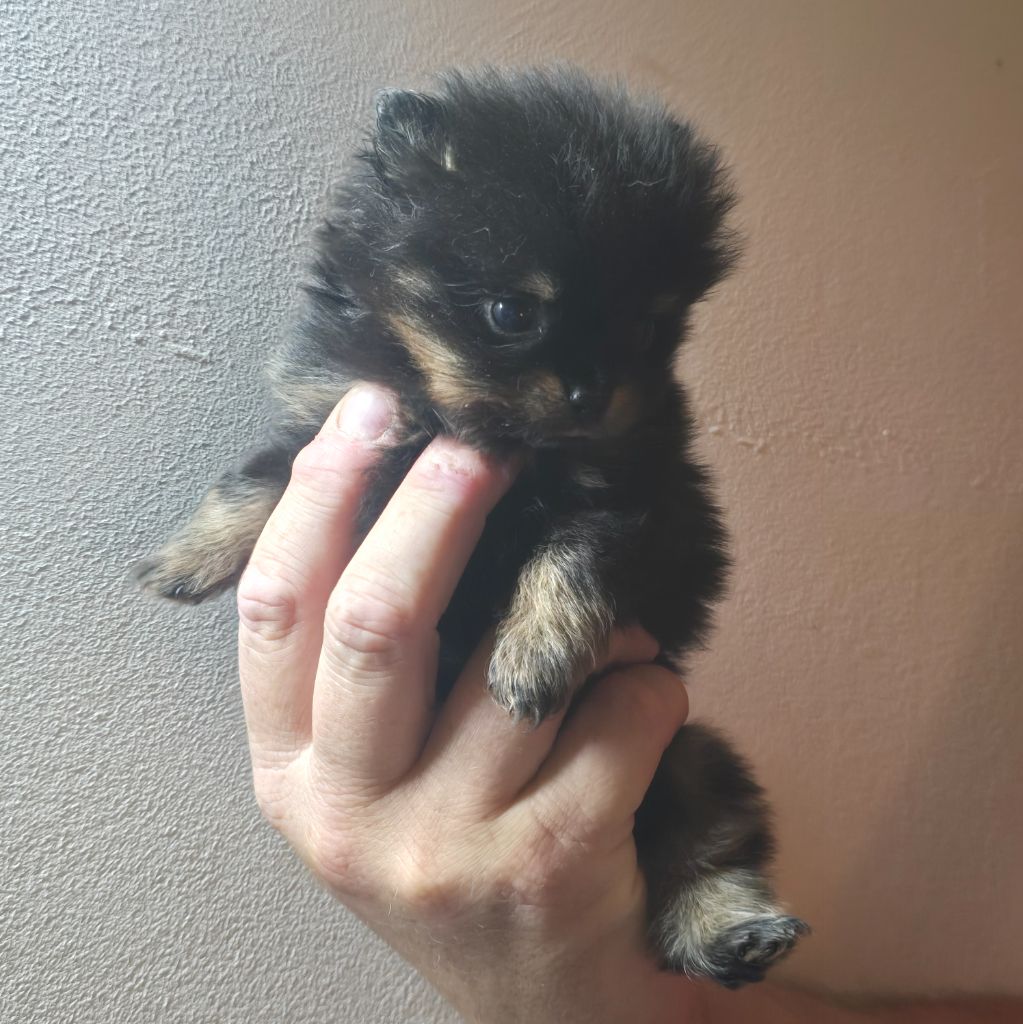 Du Domaine De La Pruneraie - Chiots disponibles - Spitz allemand