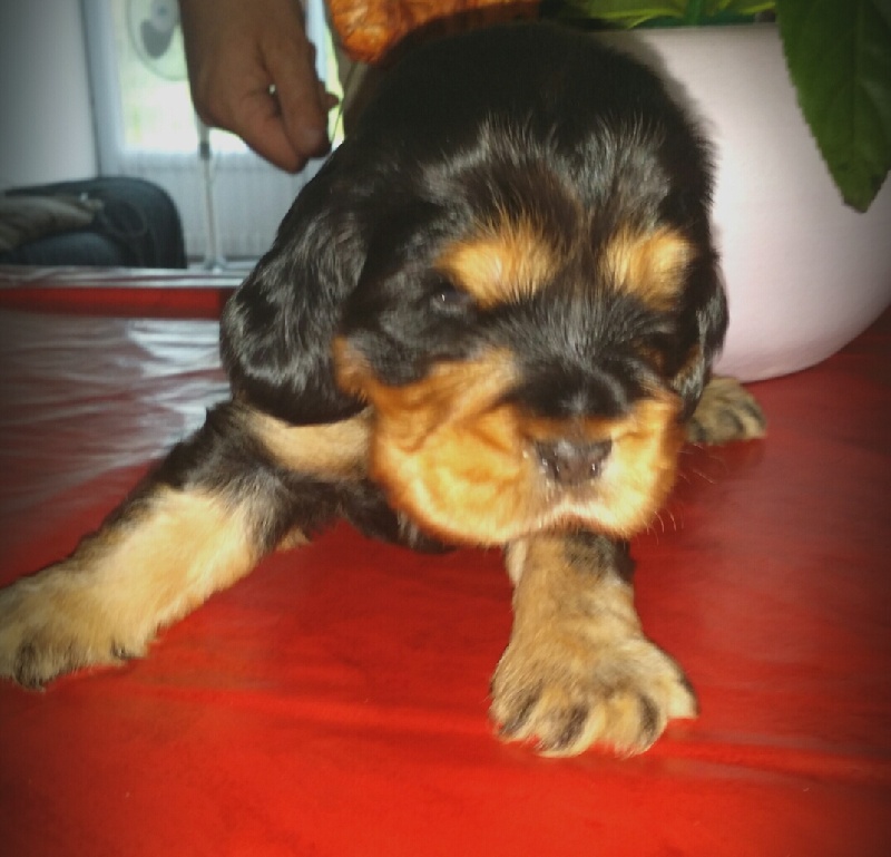 Chiot Cocker Spaniel Anglais Du Domaine De La Pruneraie