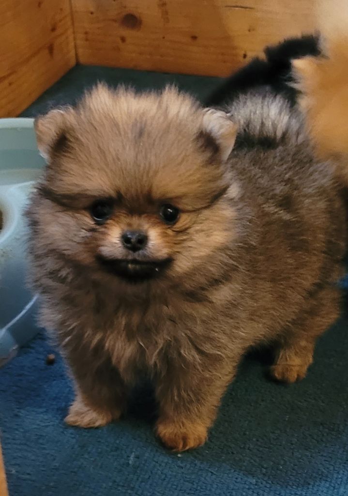 Du Domaine De La Pruneraie - Chiots disponibles - Spitz allemand