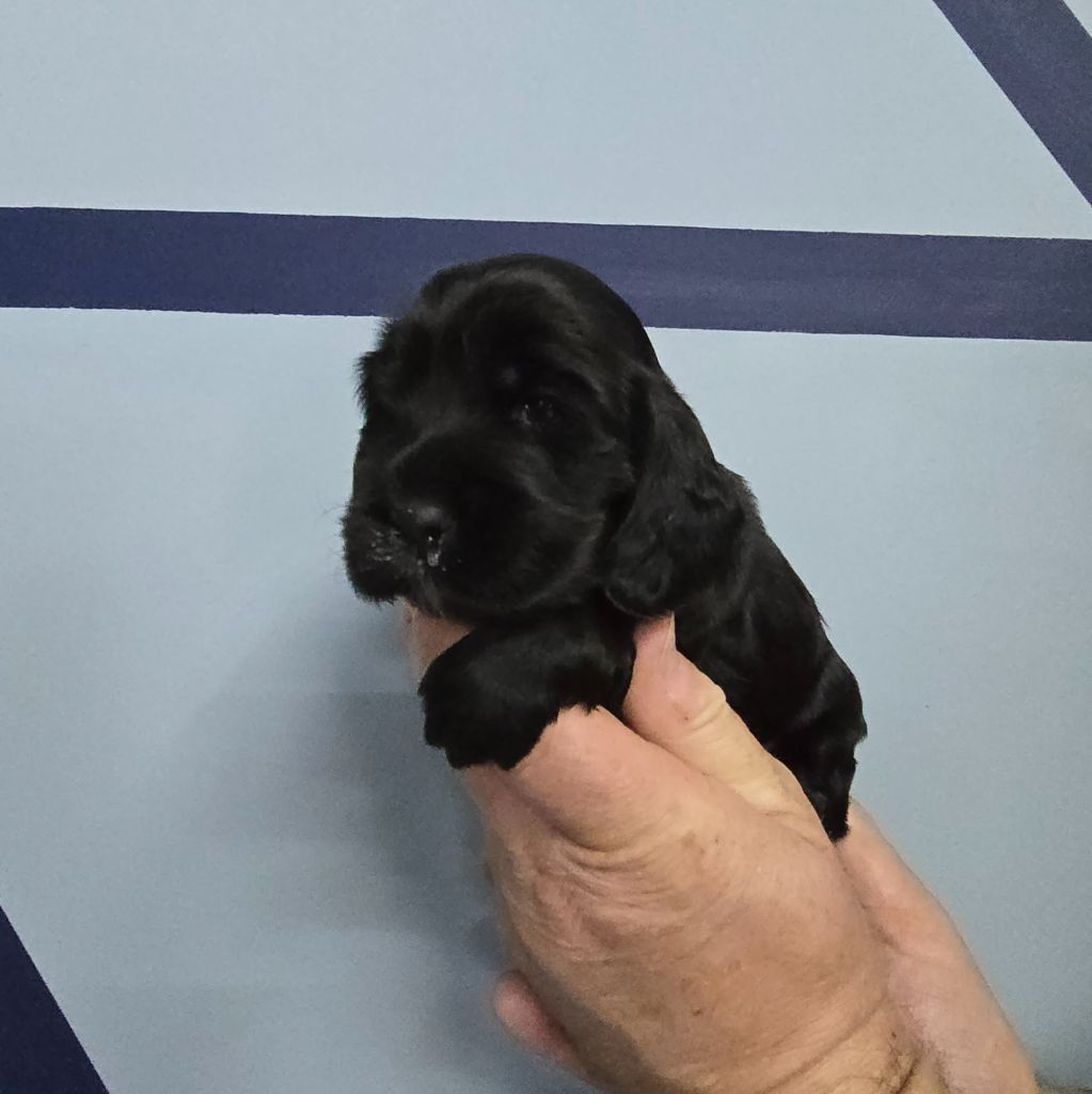Du Domaine De La Pruneraie - Cocker Spaniel Anglais - Portée née le 13/03/2025
