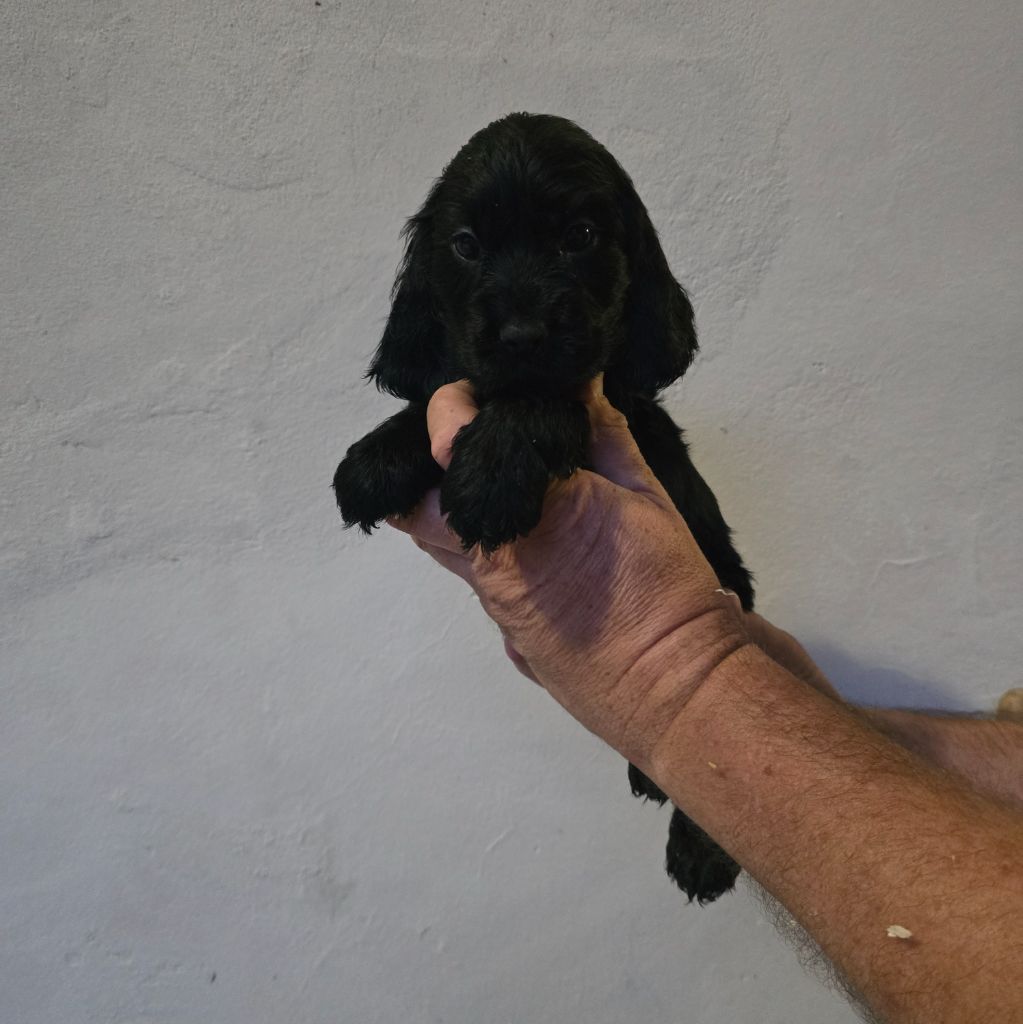 Du Domaine De La Pruneraie - Cocker Spaniel Anglais - Portée née le 27/04/2025