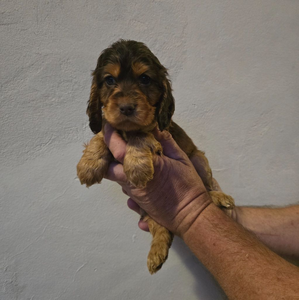 Du Domaine De La Pruneraie - Chiots disponibles - Cocker Spaniel Anglais