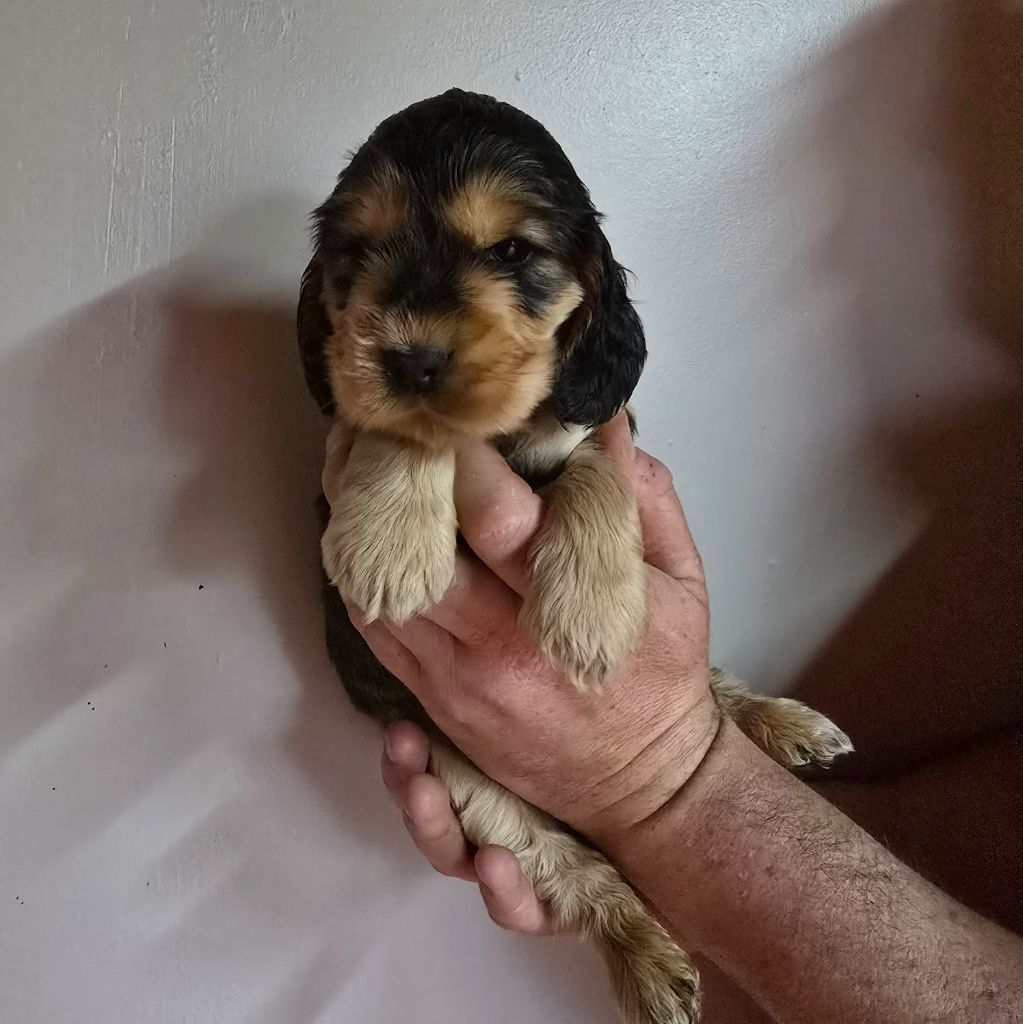 Du Domaine De La Pruneraie - Cocker Spaniel Anglais - Portée née le 19/02/2025
