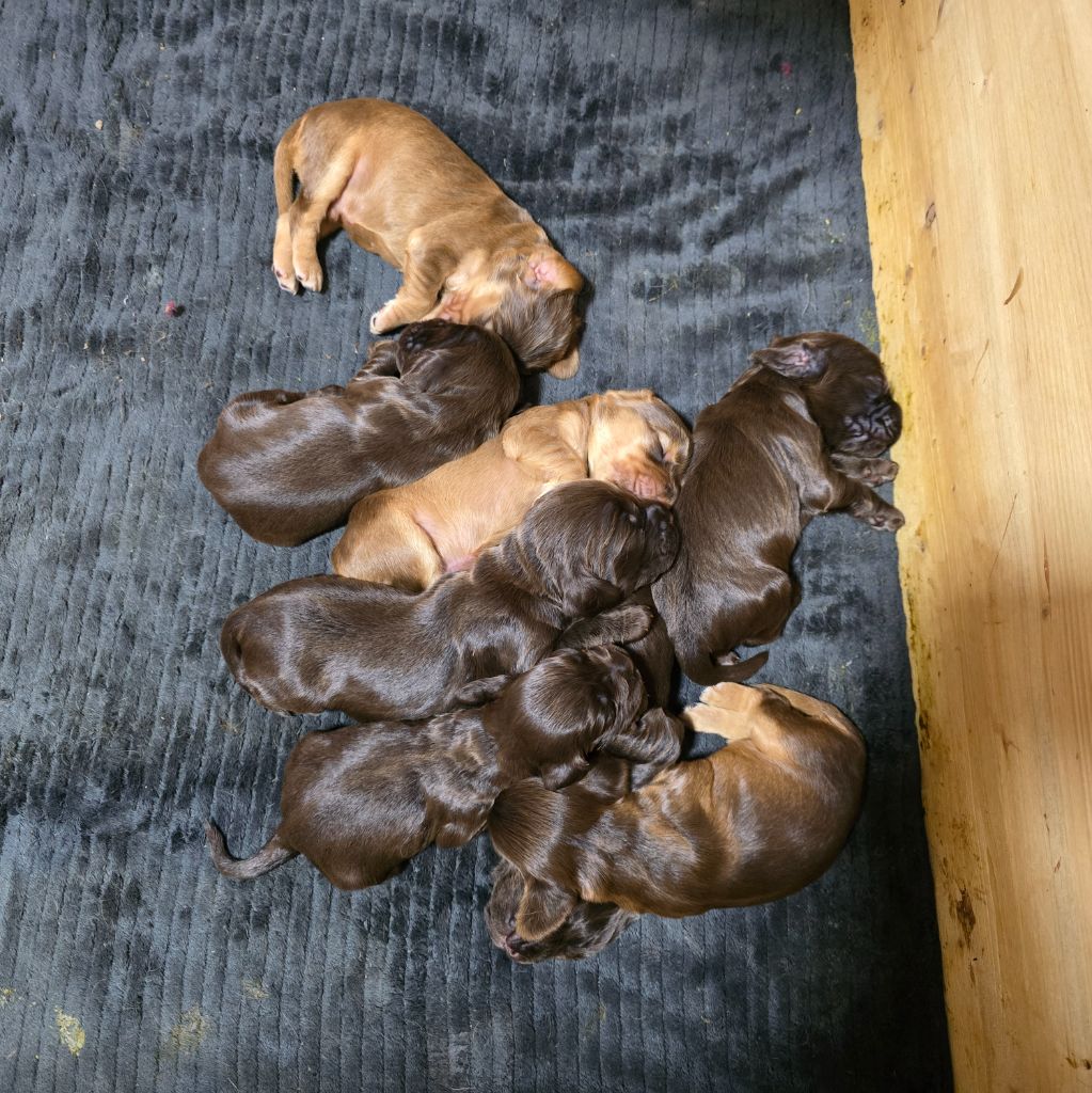 Du Domaine De La Pruneraie - Cocker Spaniel Anglais - Portée née le 08/11/2025