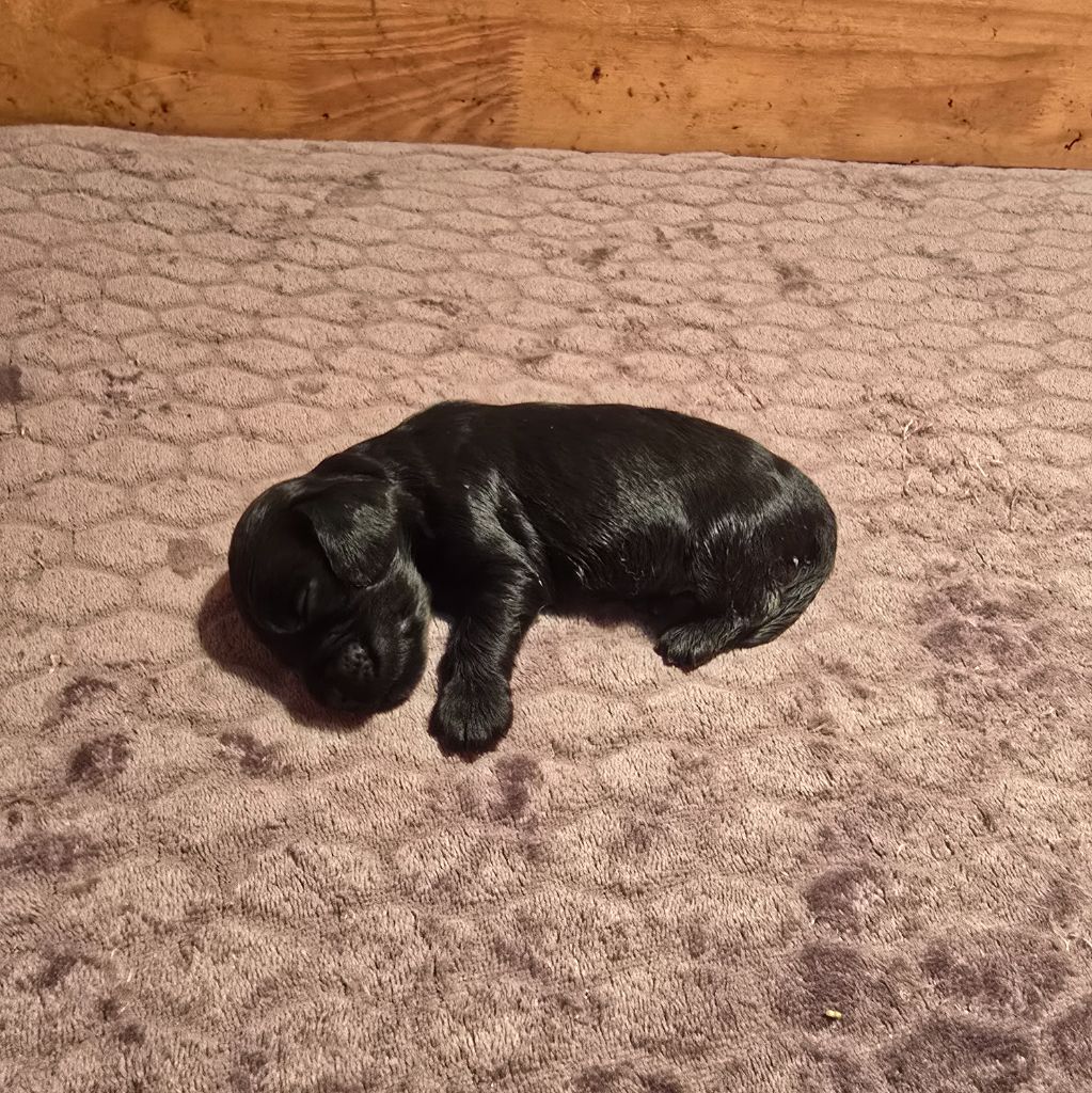 Du Domaine De La Pruneraie - Chiots disponibles - Cocker Spaniel Anglais