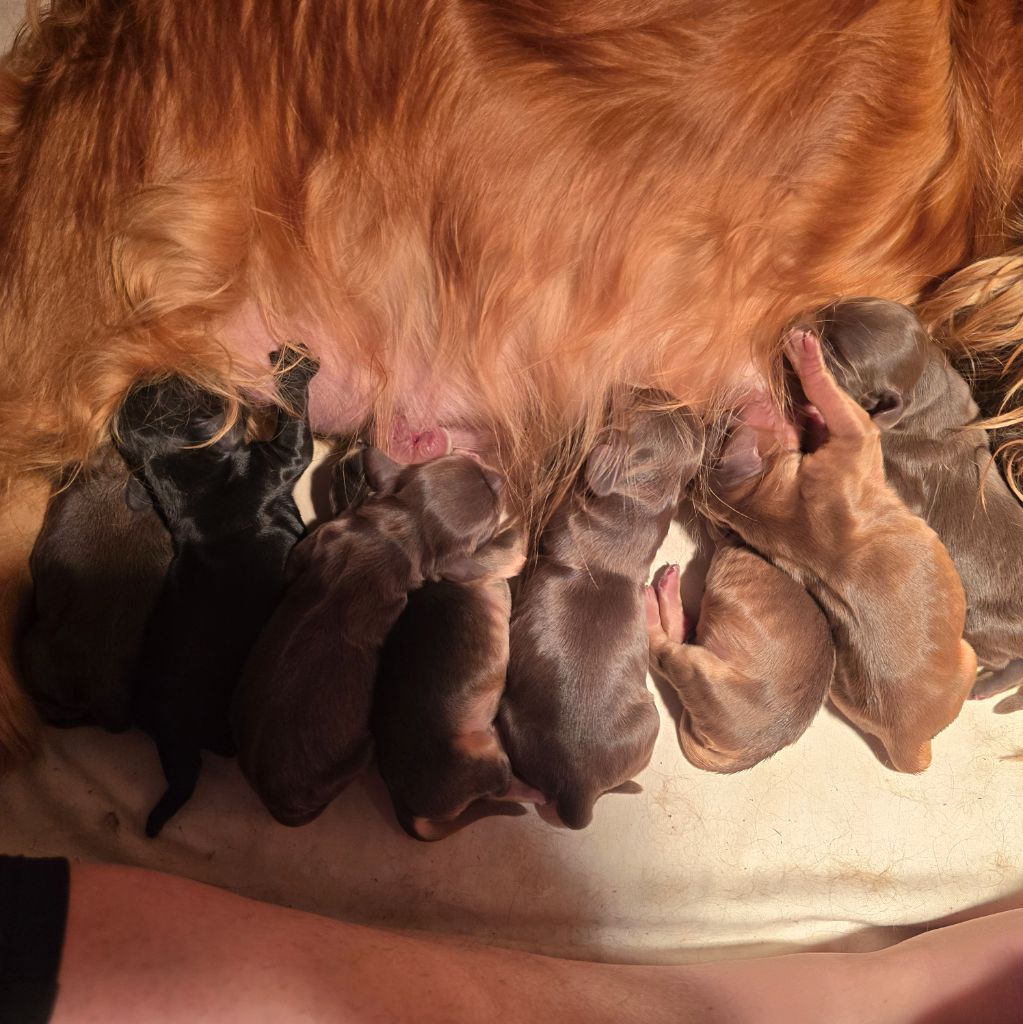 Du Domaine De La Pruneraie - Chiots disponibles - Cocker Spaniel Anglais
