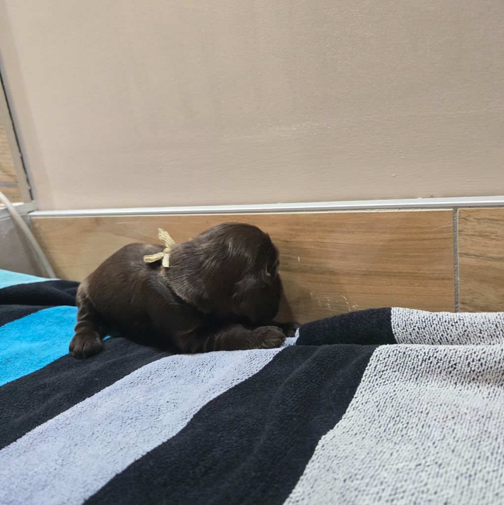 Du Domaine De La Pruneraie - Chiots disponibles - Cocker Spaniel Anglais