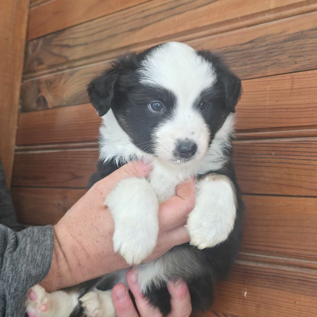 Du Domaine De La Pruneraie - Chiots disponibles - Berger Américain Miniature 