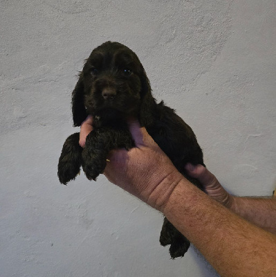 ARCHIE Mâle chocolat 
