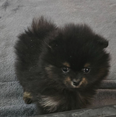 Femelle black and tan