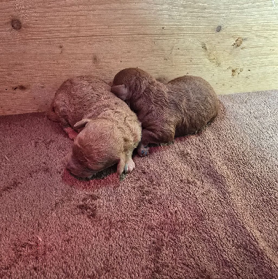 FEMELLE FAUVE PETITE NAINE